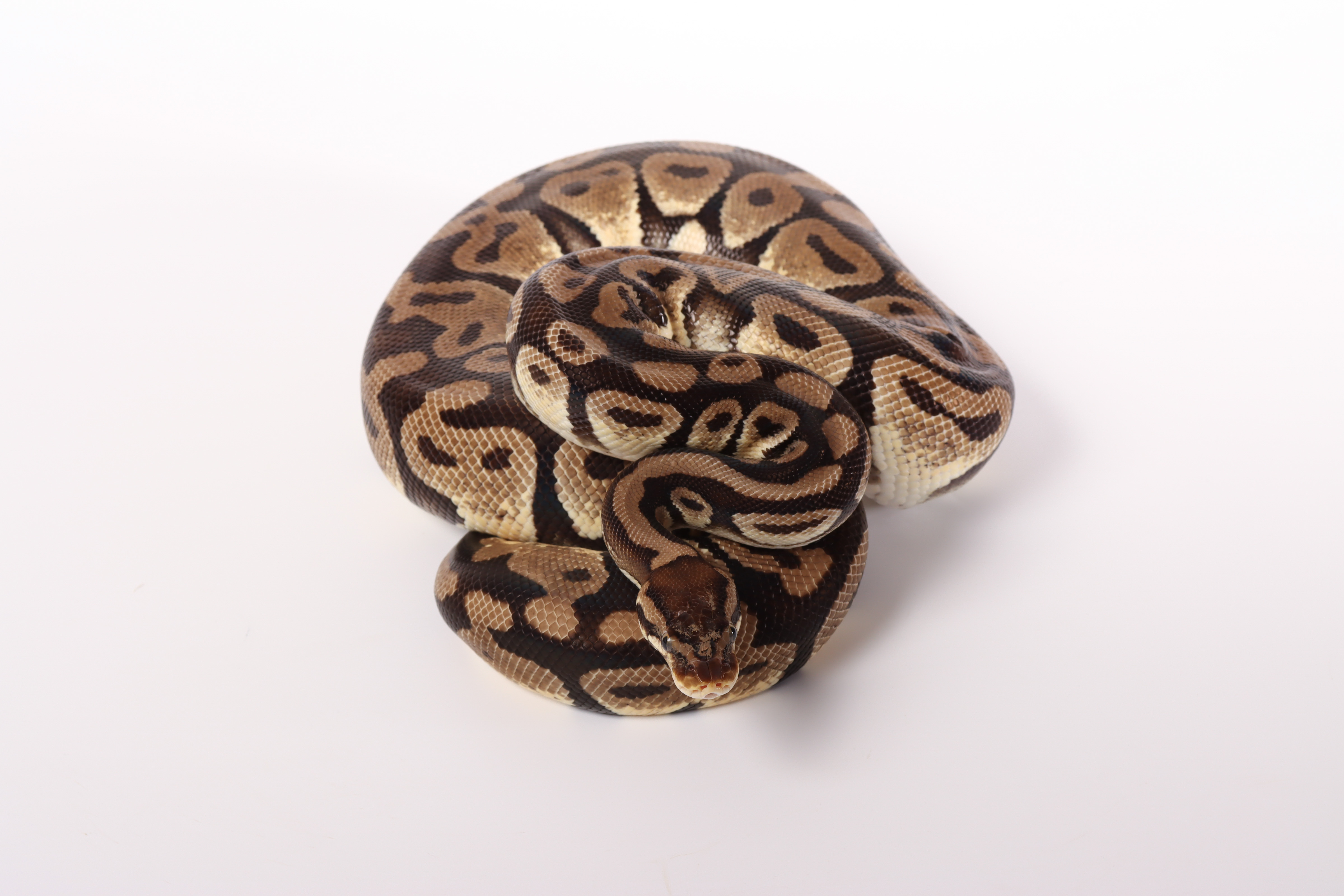 1.0 (Male) Orange Dream - Pastel Königspython NZ´M&S´17 Python regius