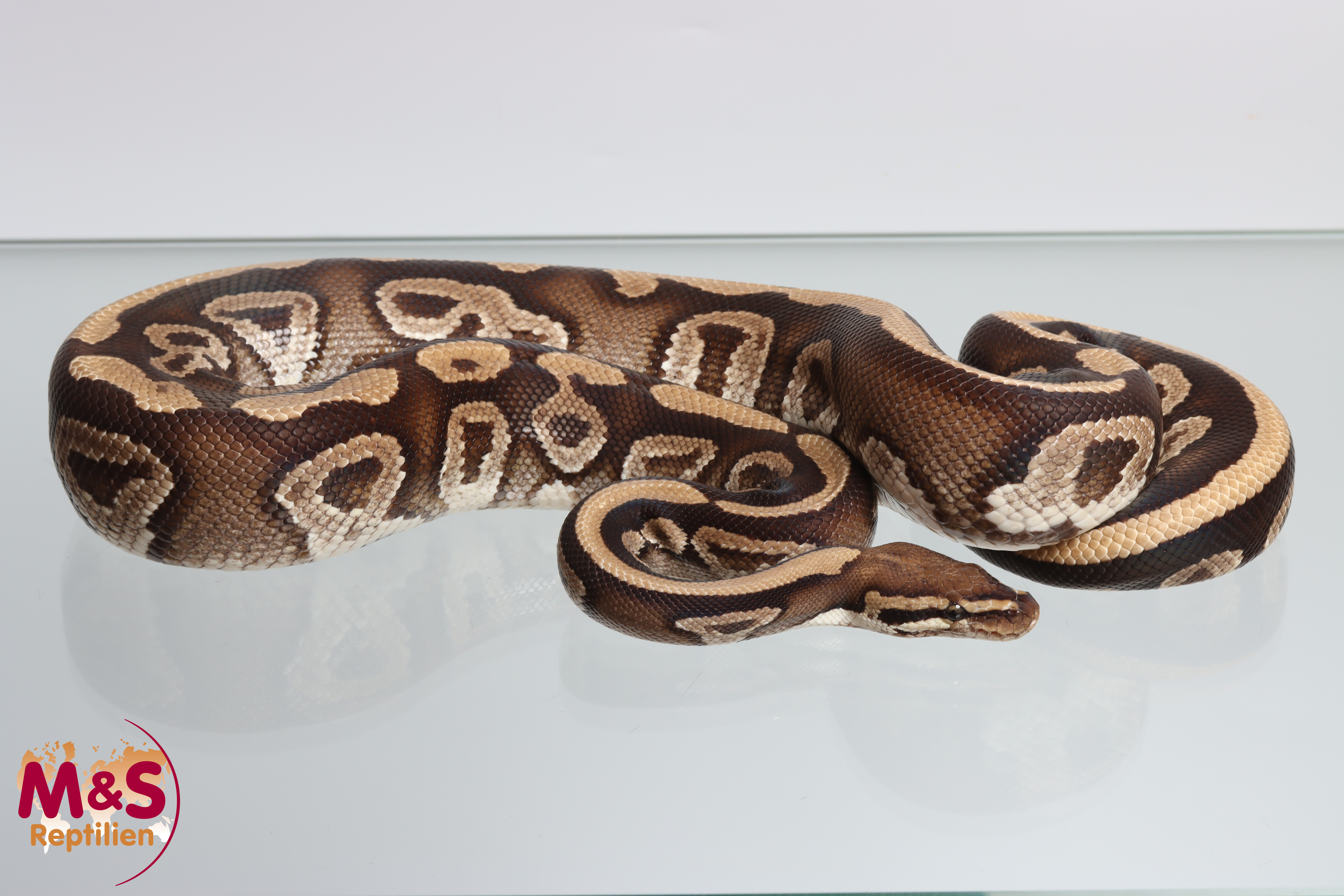 1.0 (Male) Phantom - Specter NZ´M&S´15 Python regius