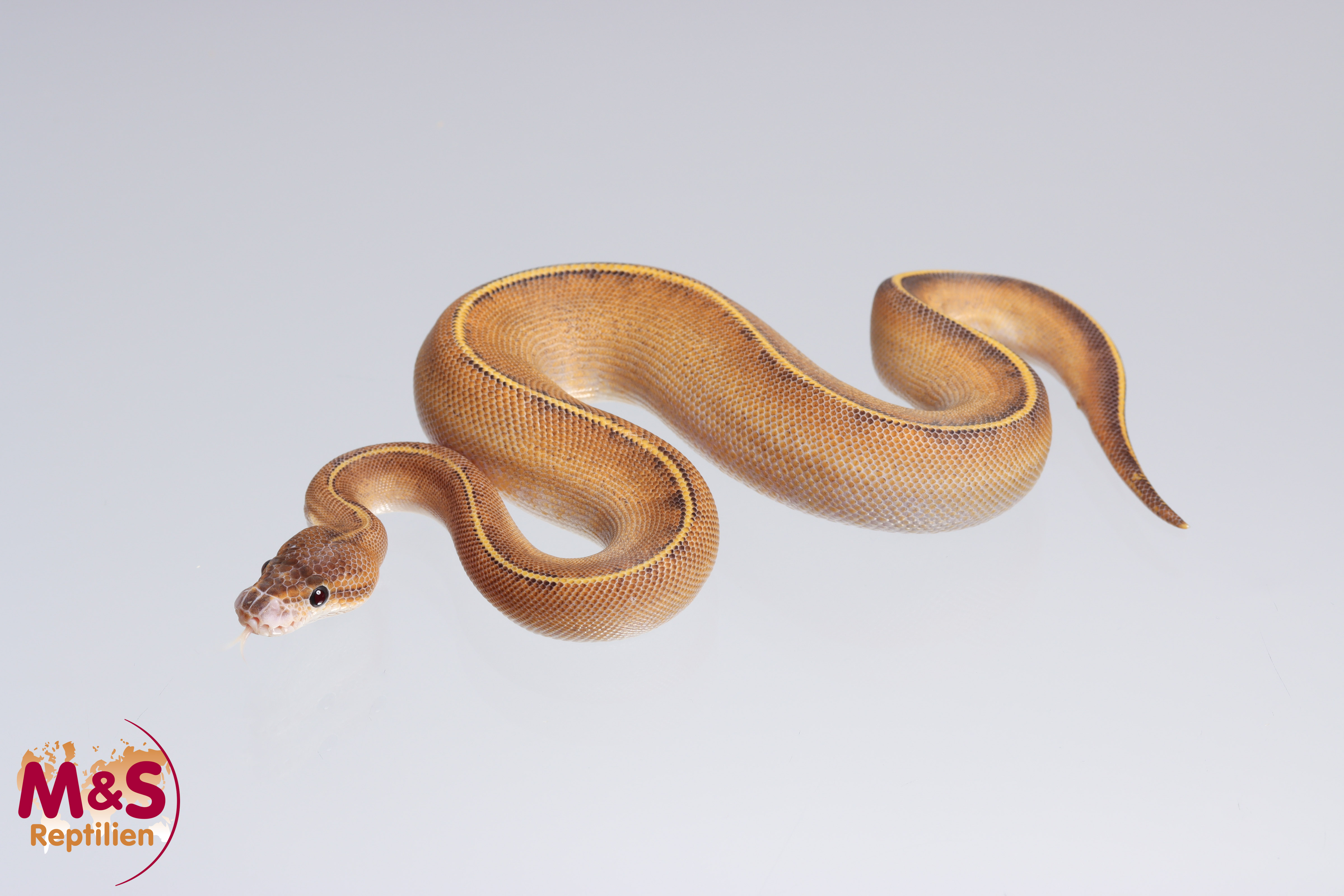 1.0 (Male) Bongo - Highway (Gravel - Yellowbelly) Königspython DNZ´22 (adult) Python regius