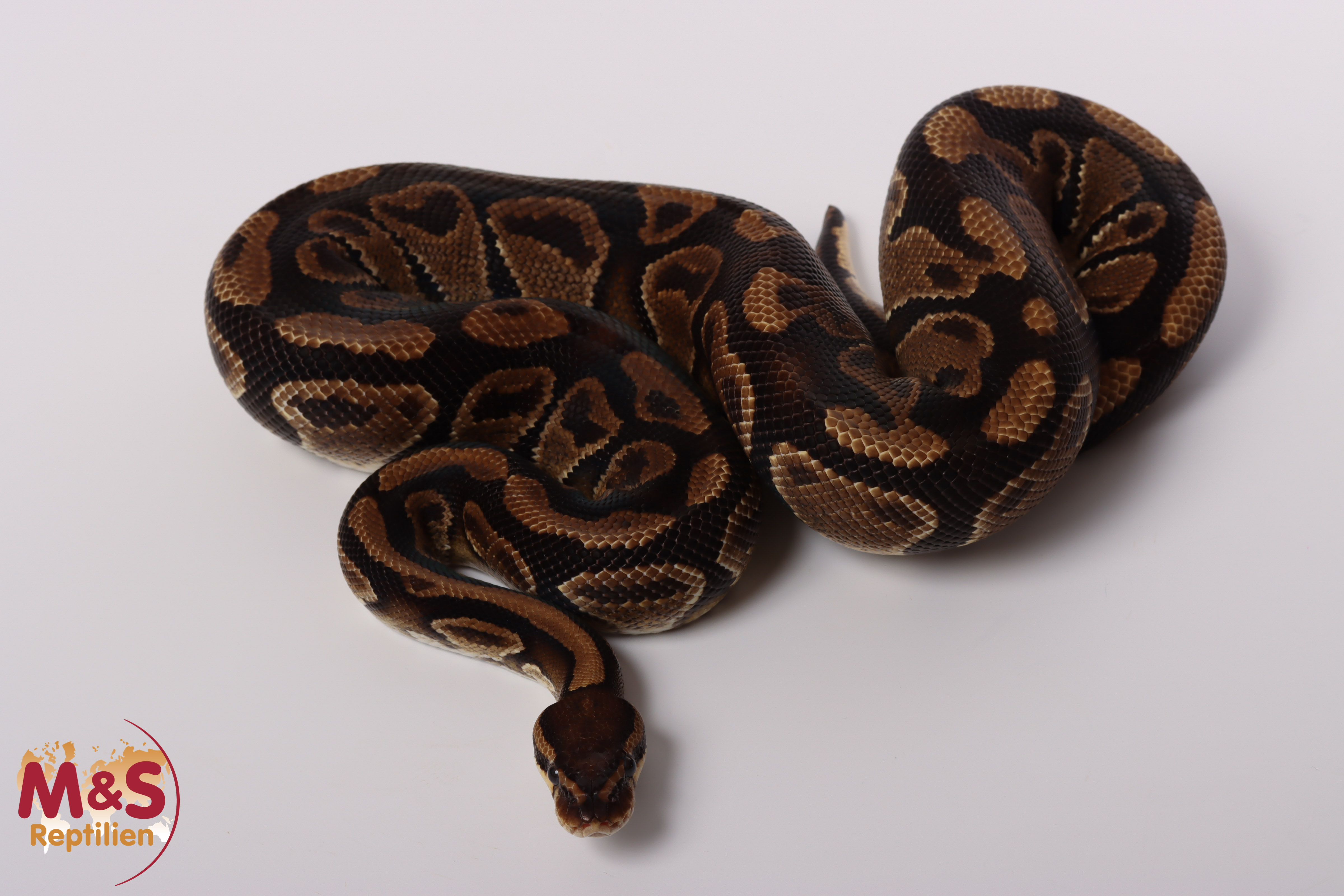 1.0 (Male) 100% hetero Albino Poss. Gravel Königspython NZ´M&S´16 Python regius