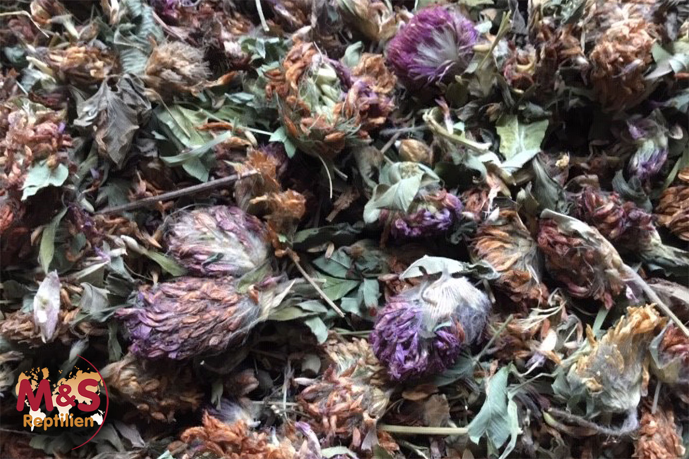 Rotkleeblüten, getrocknet (200 g)