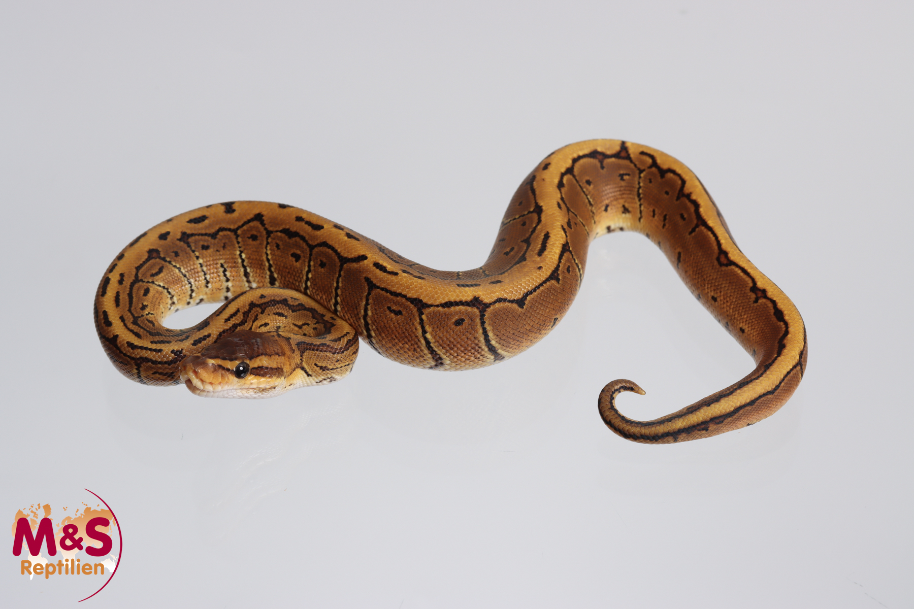 1.0 (Male) Pinstripe 50´% poss. Piebald 50% poss. Sunset Königspython NZ´M&S´23 Python regius