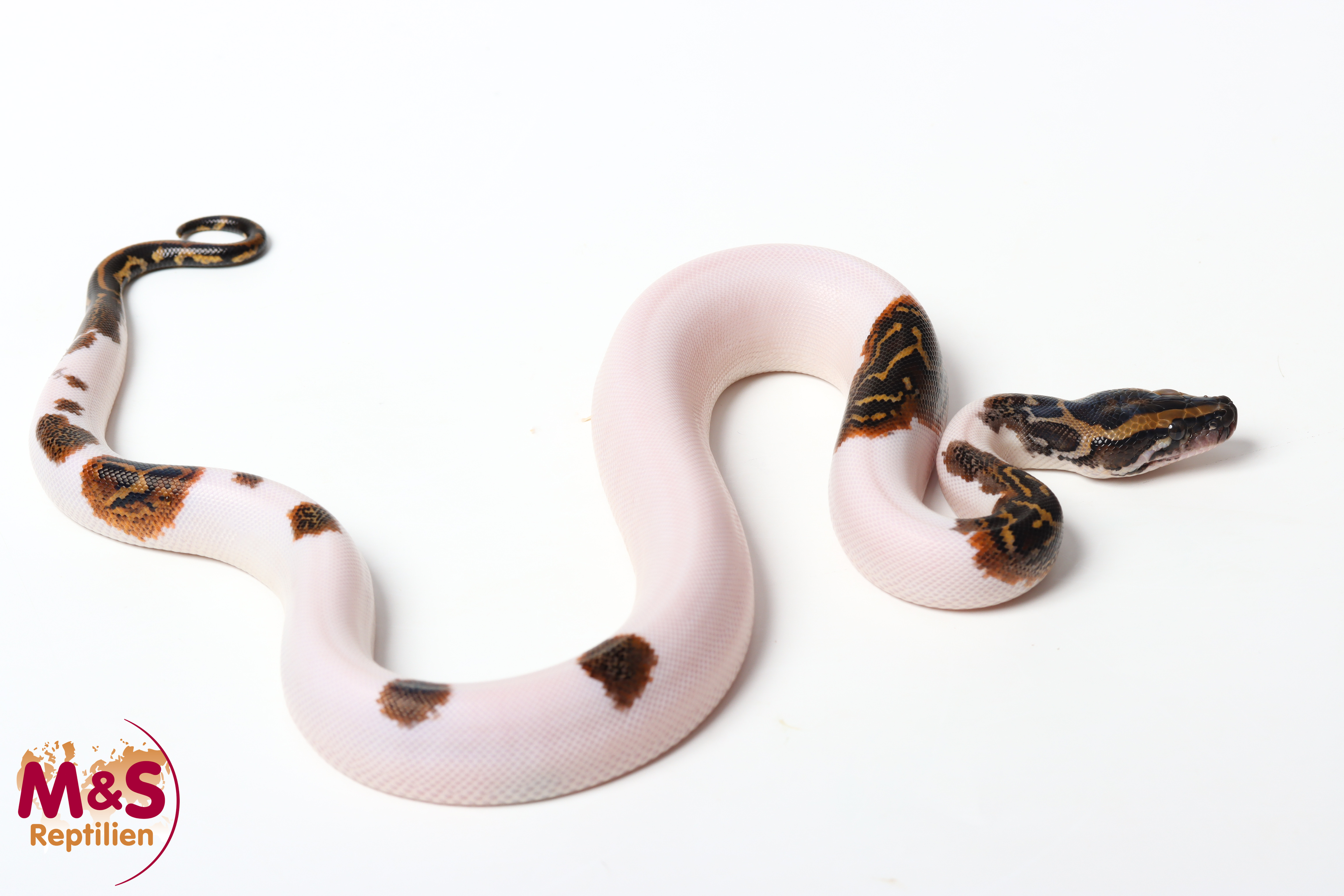 0.1 (Female) Piebald 100% hetero Caramel Tigerpython NZ'26 (ca.40cm) Python bivittatus