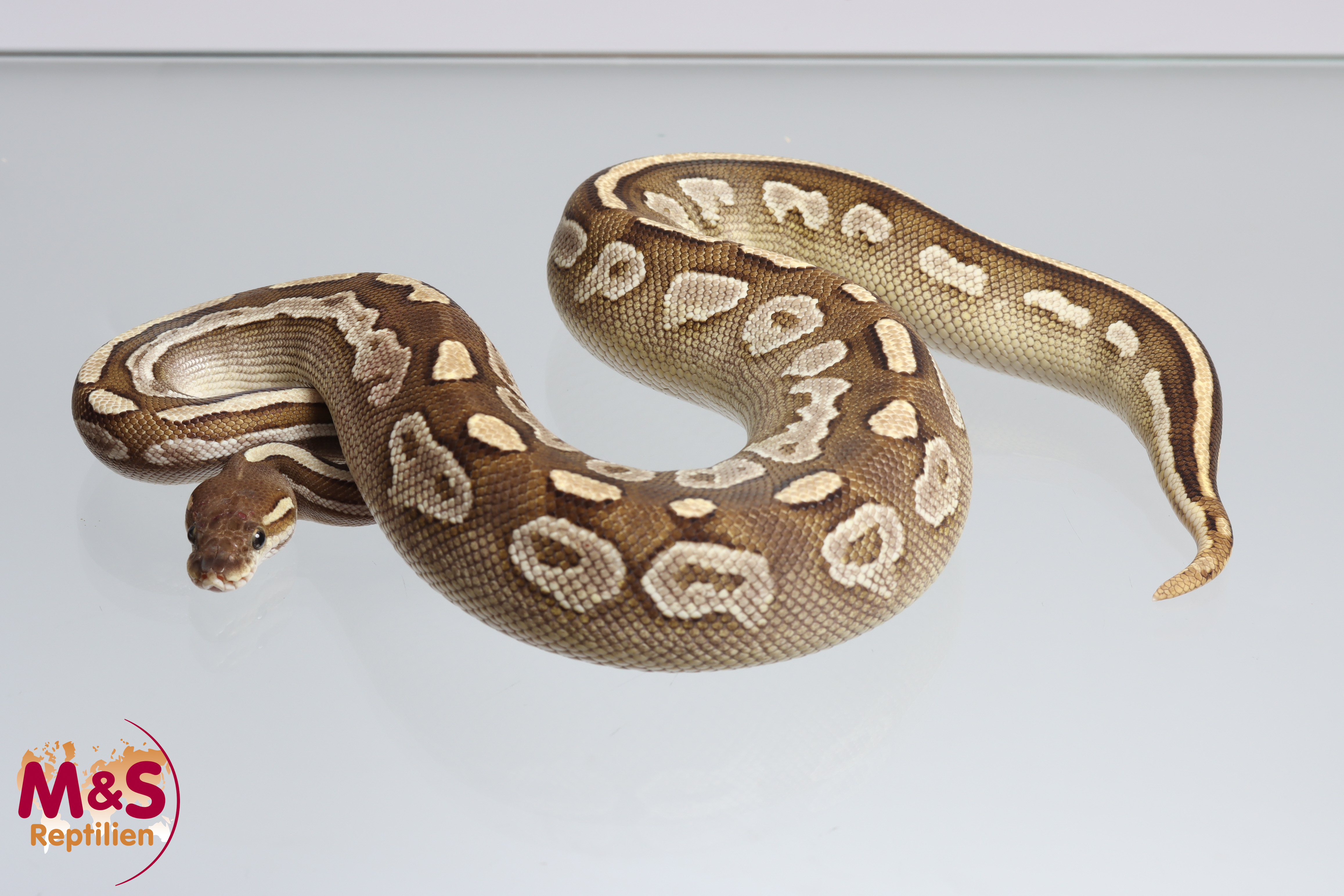 1.0 (Male) Bongo - Lesser Königspython NZ´M&S´22 (adult) Python regius