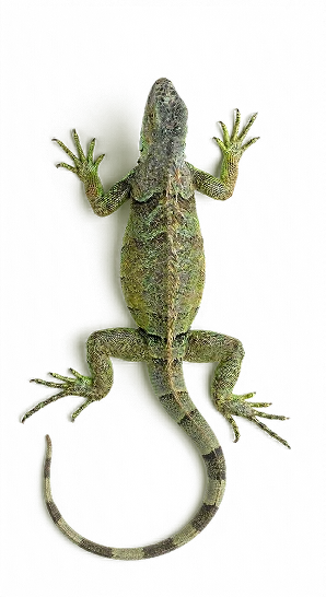 reptilien Bild