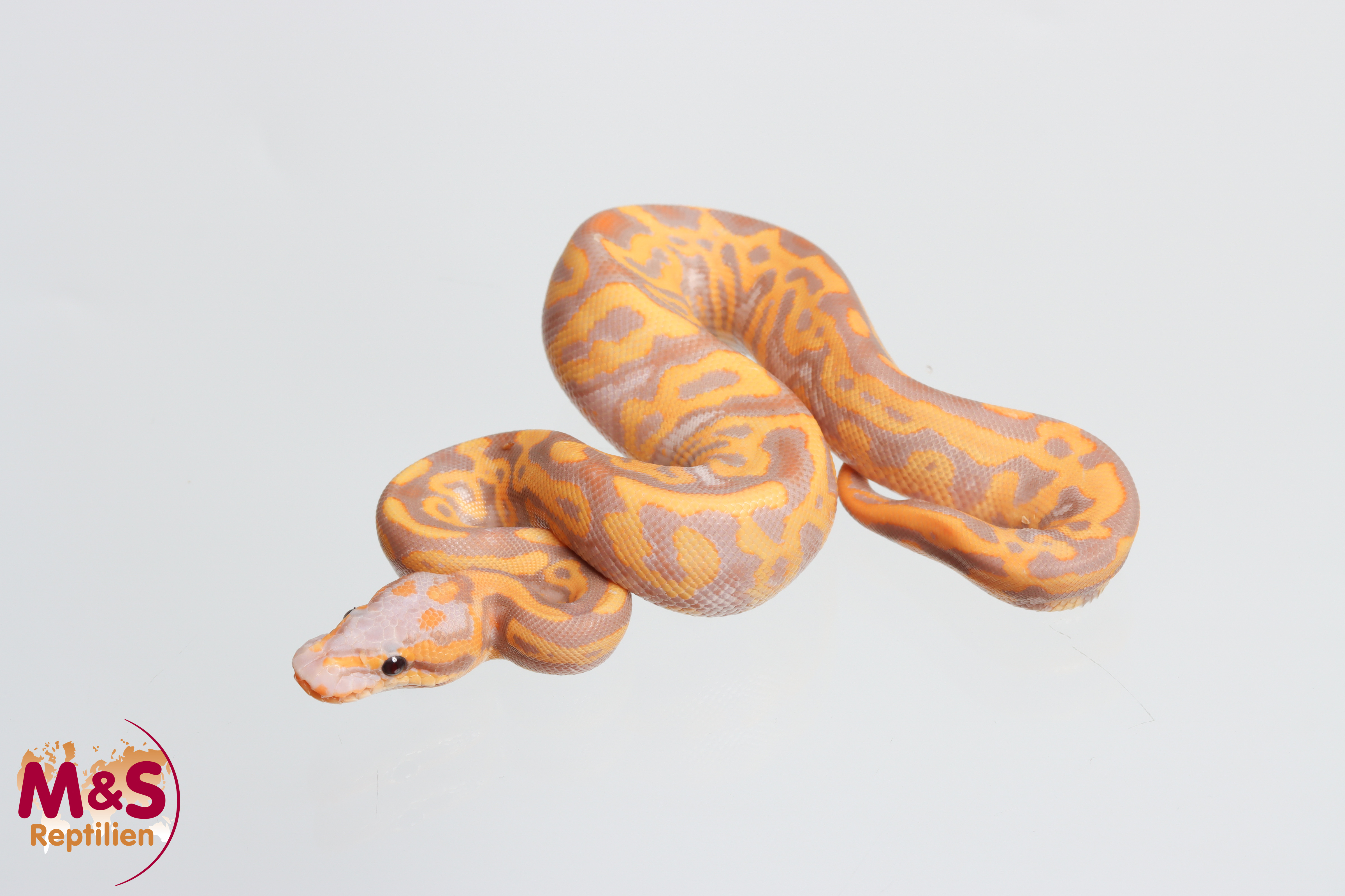 0.1 (Female) Coral Glow (Banana)- Leopard 100% het. Clown poss. Piebald Königspython NZ´M&S´26 Python regius