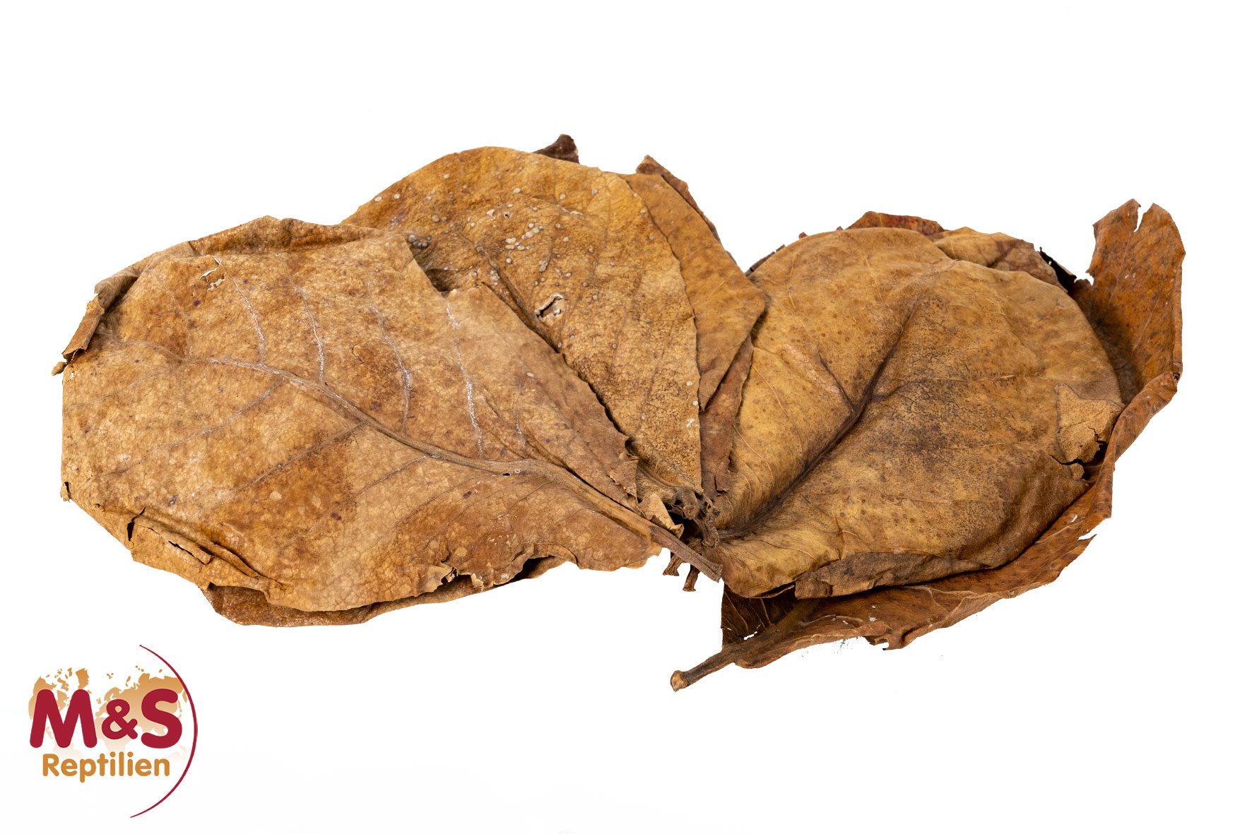 ReptiZoo Catappa Blätter getrocknet 10er Pack  (SB074)