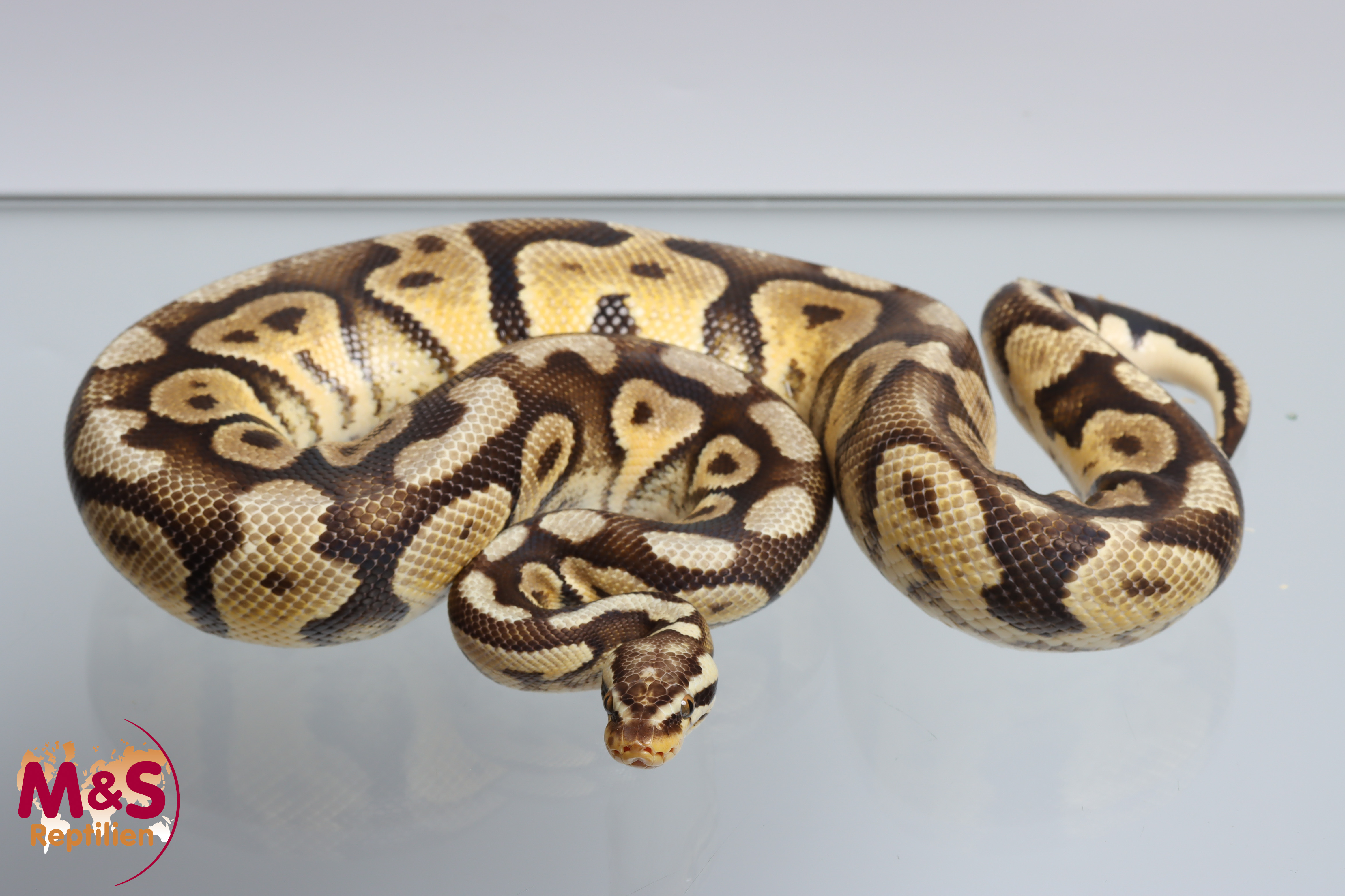 1.0 (Male) Pastel Königspython NZ´17 (adult) Python regius