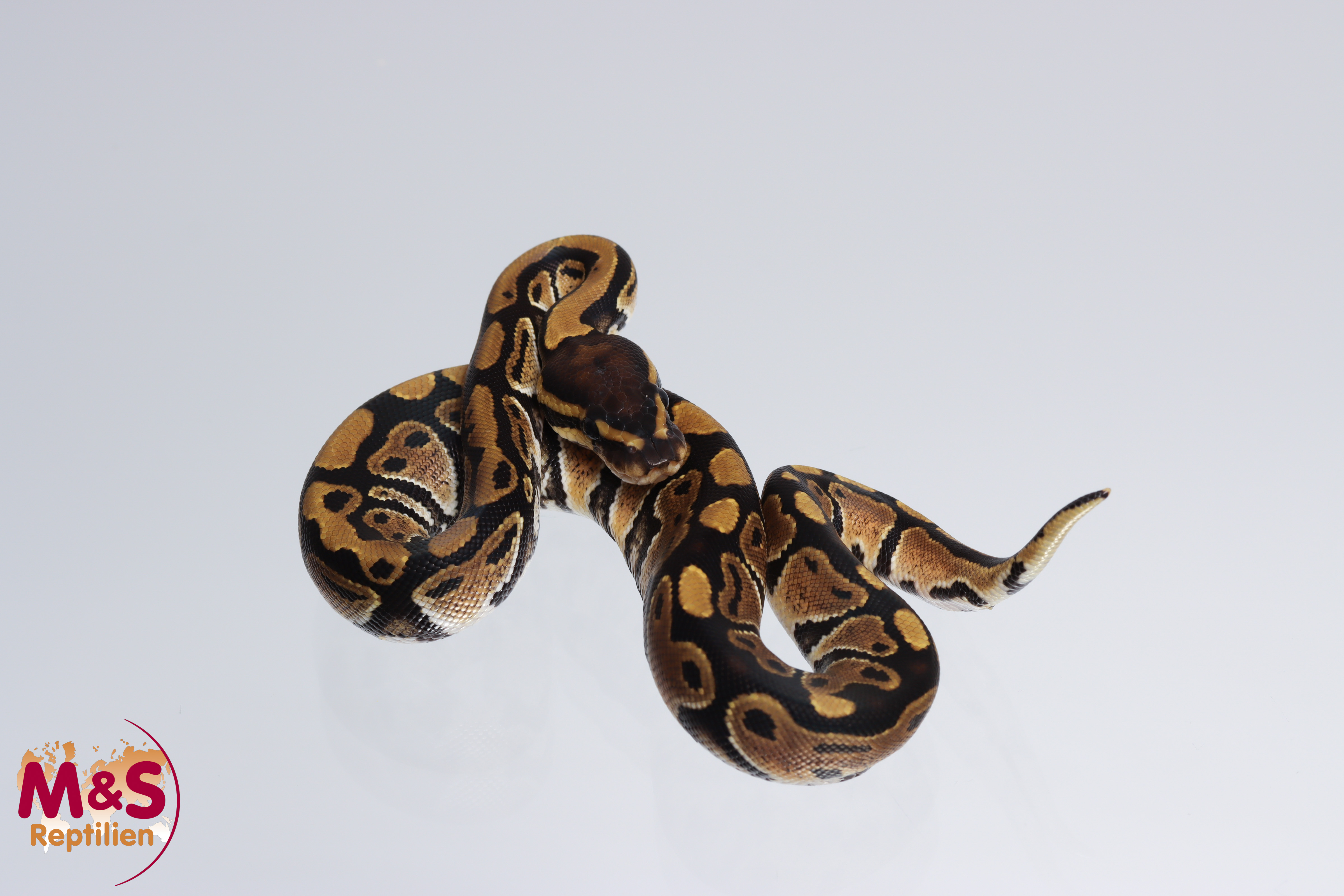 0.1 (Female) Axanthic 66% poss. hetero Clown Königspython NZ´M&S´26 ...