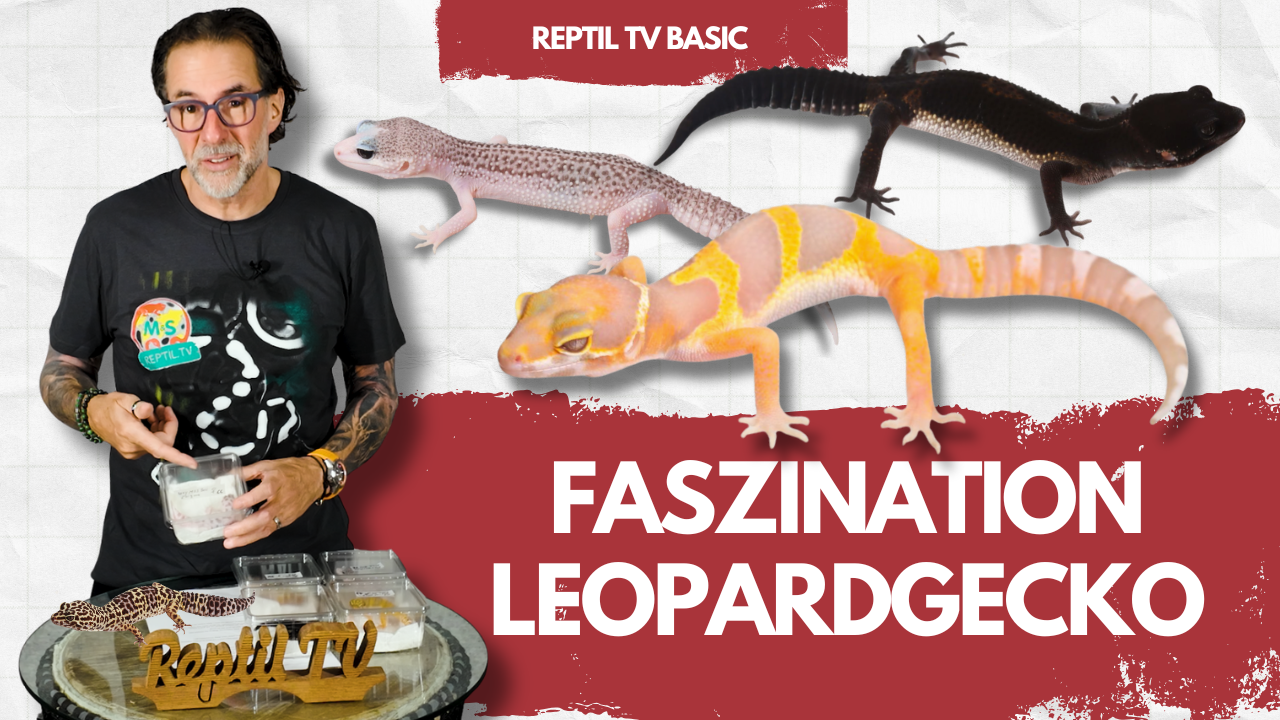 Leopardgeckos: Von Schwarz bis Weiß – unglaubliche Farbvielfalt! | Reptil TV BASIC