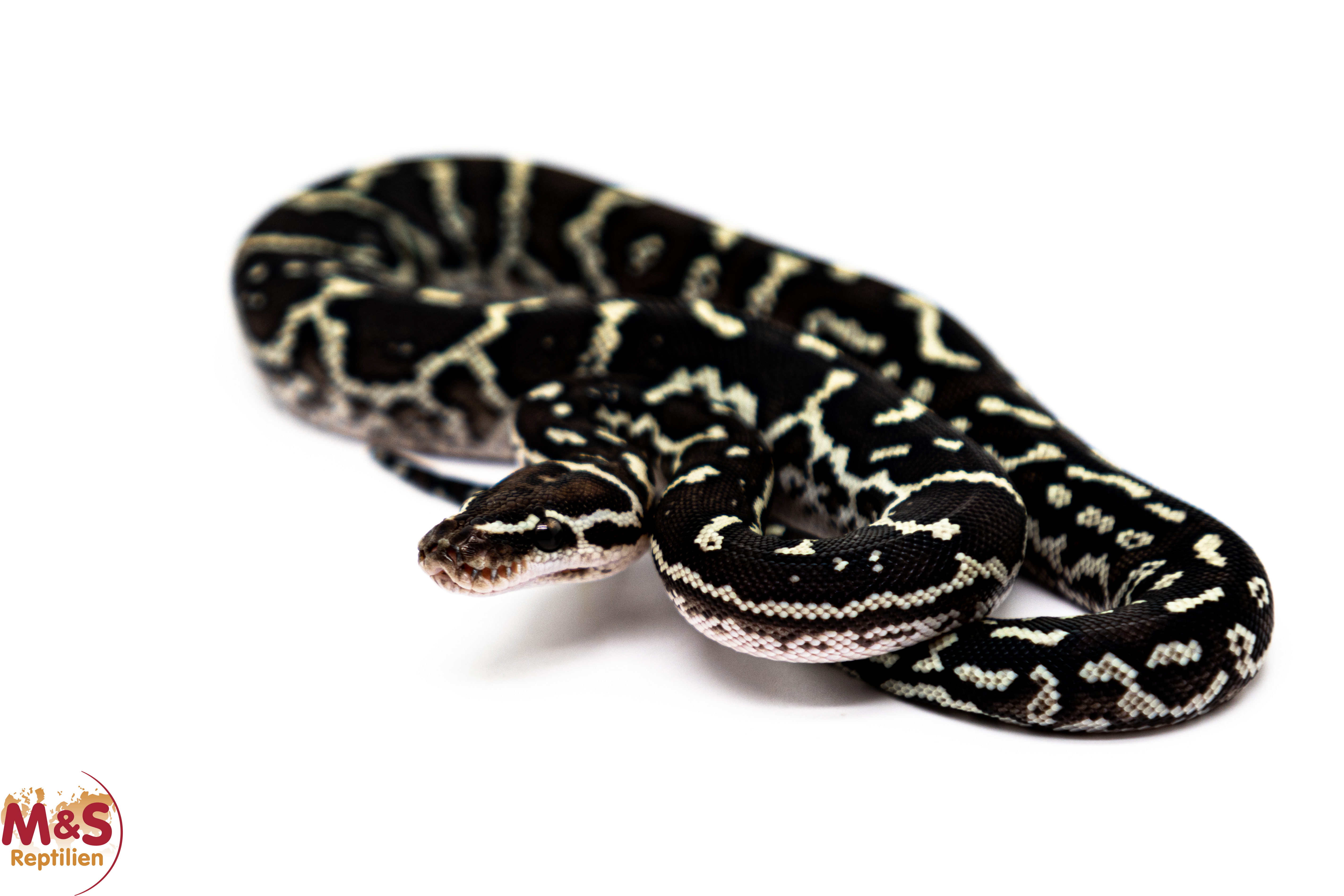 Angola Python NZ´25 (small)  Python anchietae