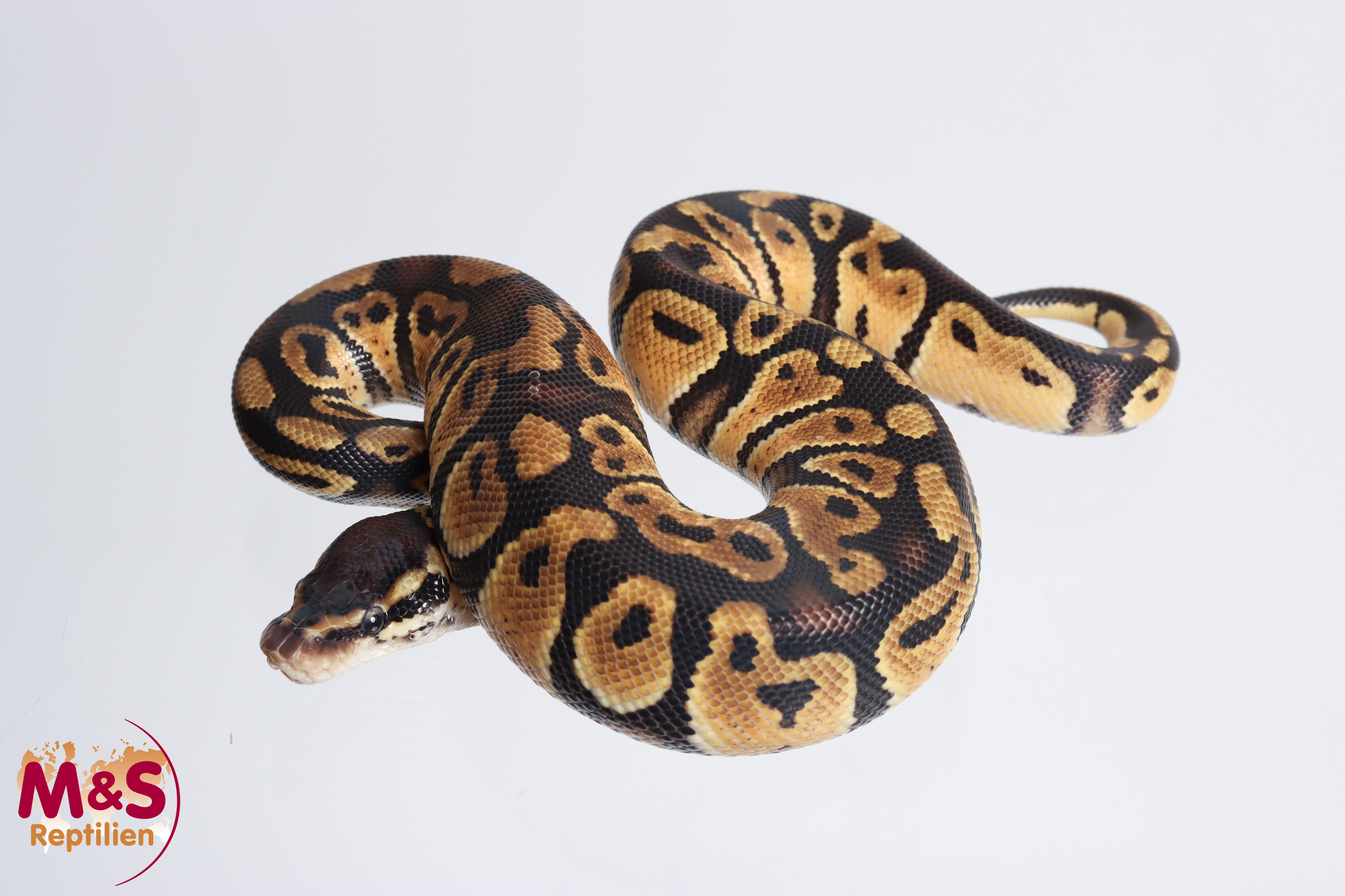 0.1 (Female) Pastel 100% hetero Clown Königspython NZ´M&S´23 Python regius