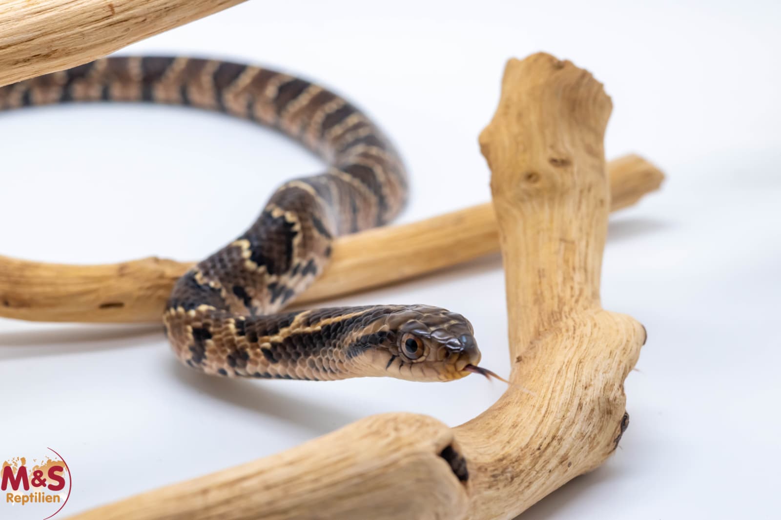 Falsche Wasserkobra ''Classic'' NZ´25 (small ca. 40 cm) Hydrodynastes gigas