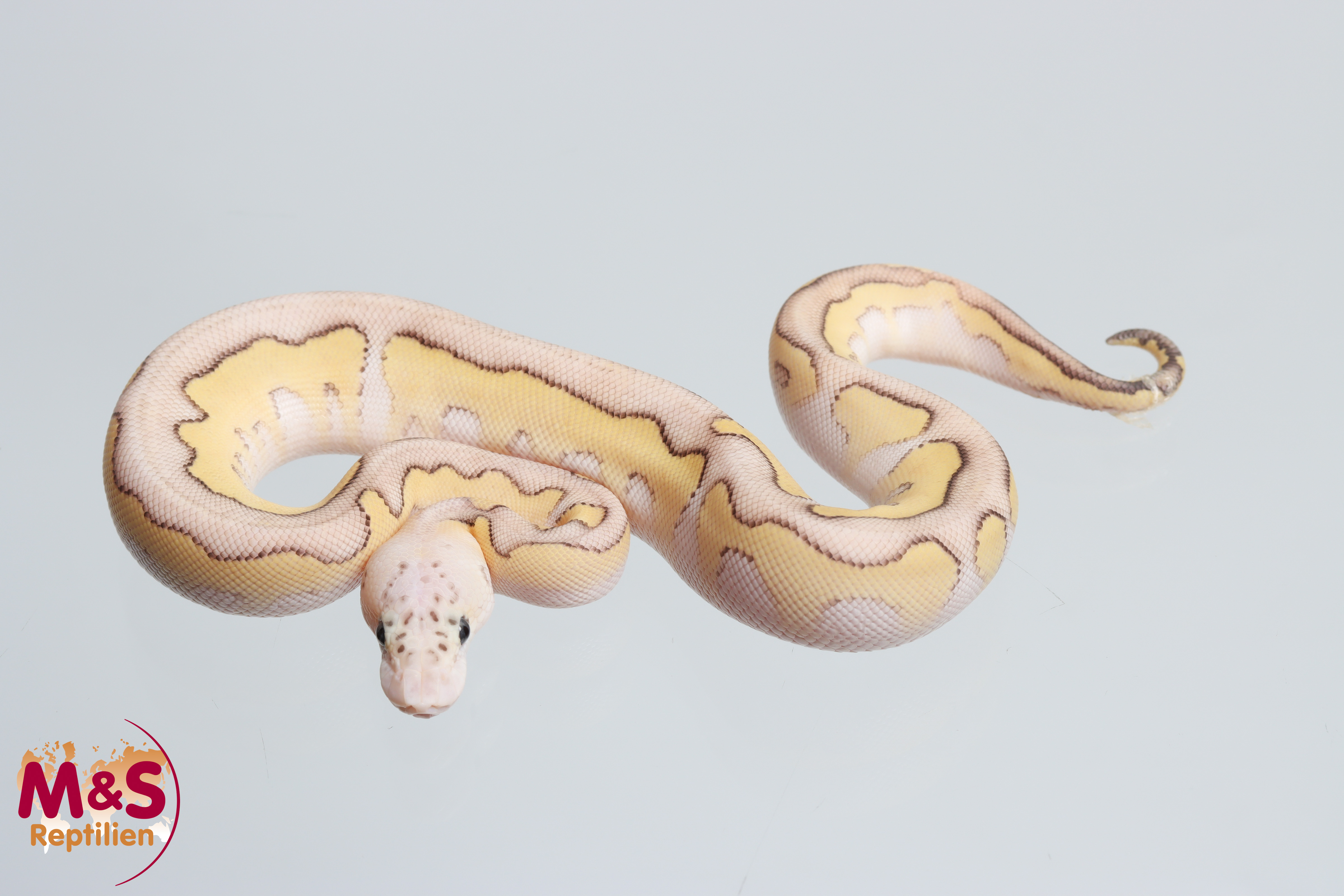 0.1 (Female) Pastel - Lesser - Clown Königspython NZ´M&S´26 Python regius