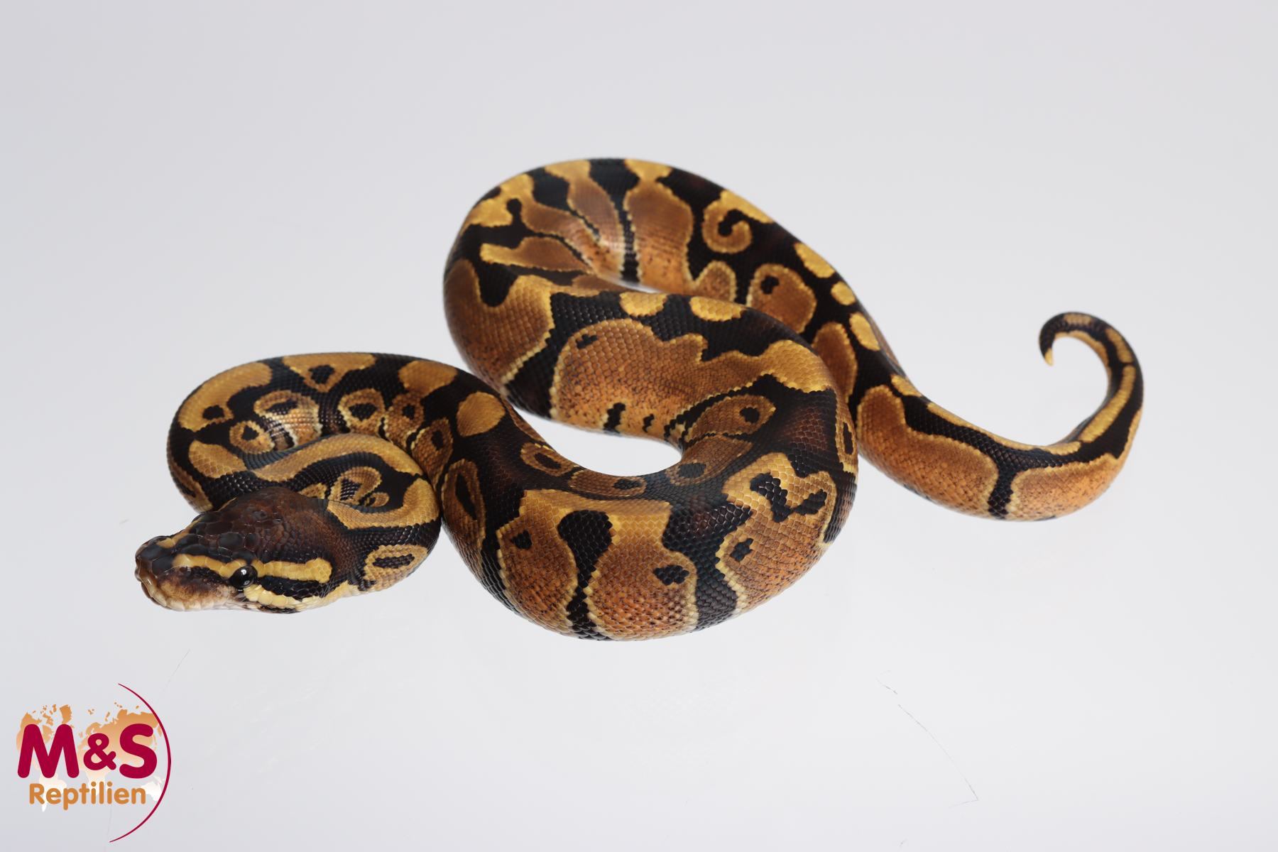 1.0 (Male) 100 % hetero Sunset 50% poss. Piebald Königspython NZ´M&S´23 Python regius