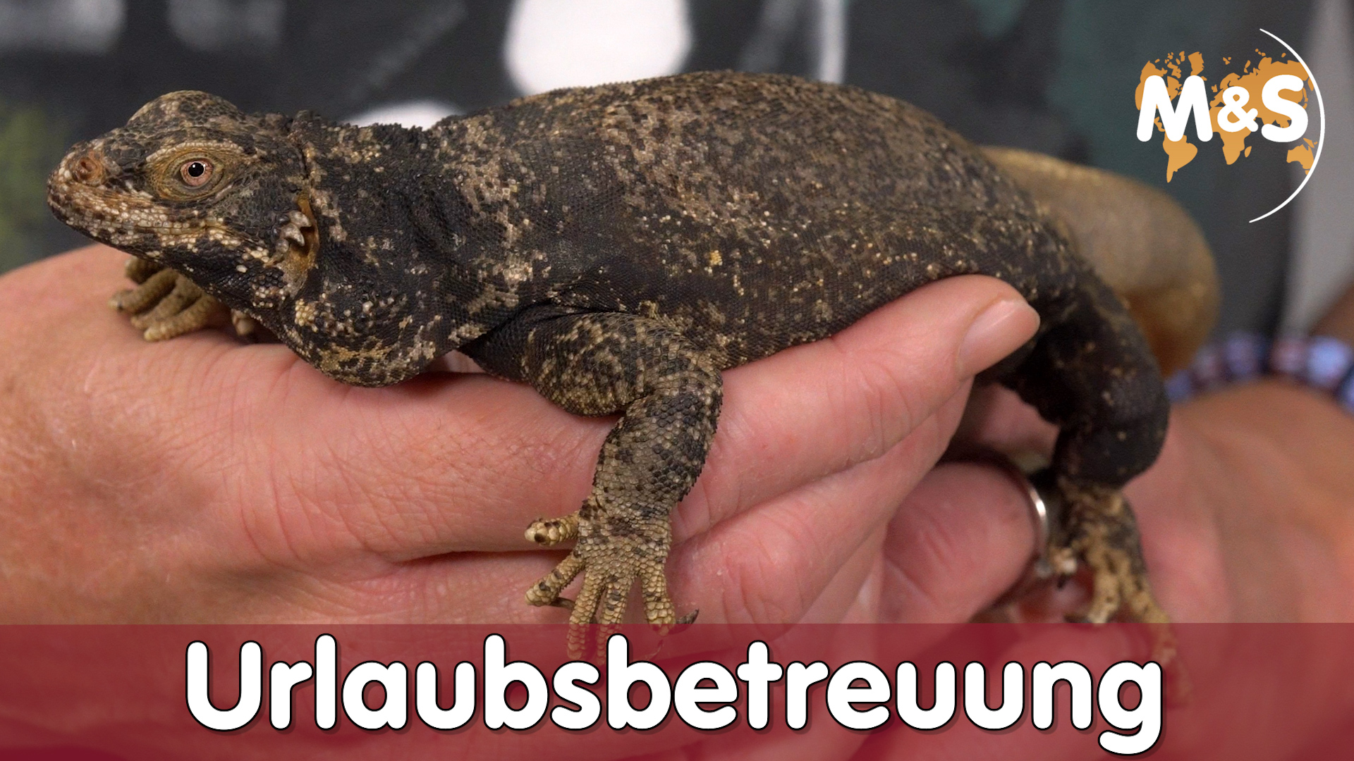 Ab in Urlaub! | Betreuung und Pflege von Reptilien | Reptil TV