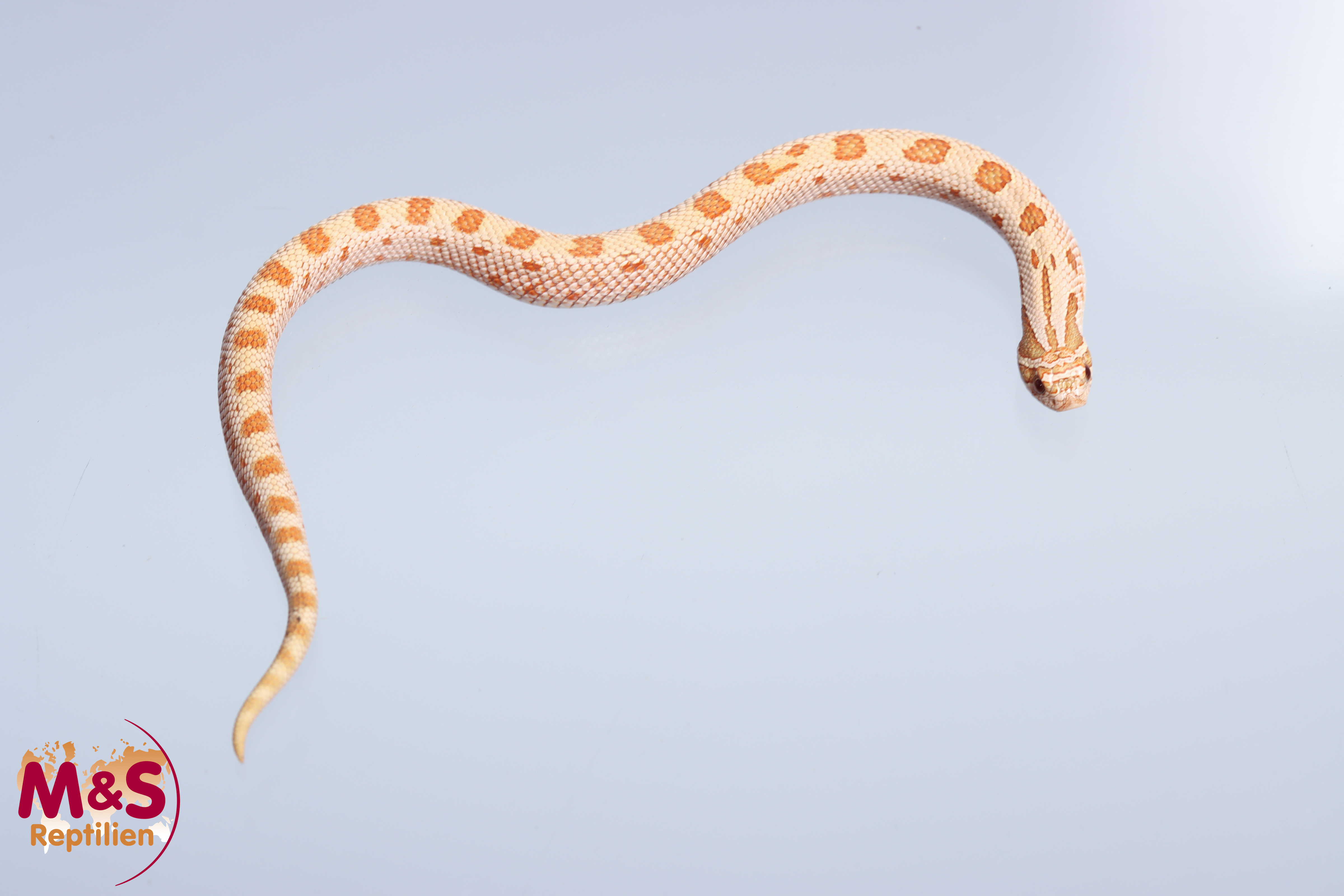 1.0 (Male) Hakennasennatter "Toffeeconda 66% het. Toxic" NZ´25 (ca. 25cm) Heterodon n. nasicus