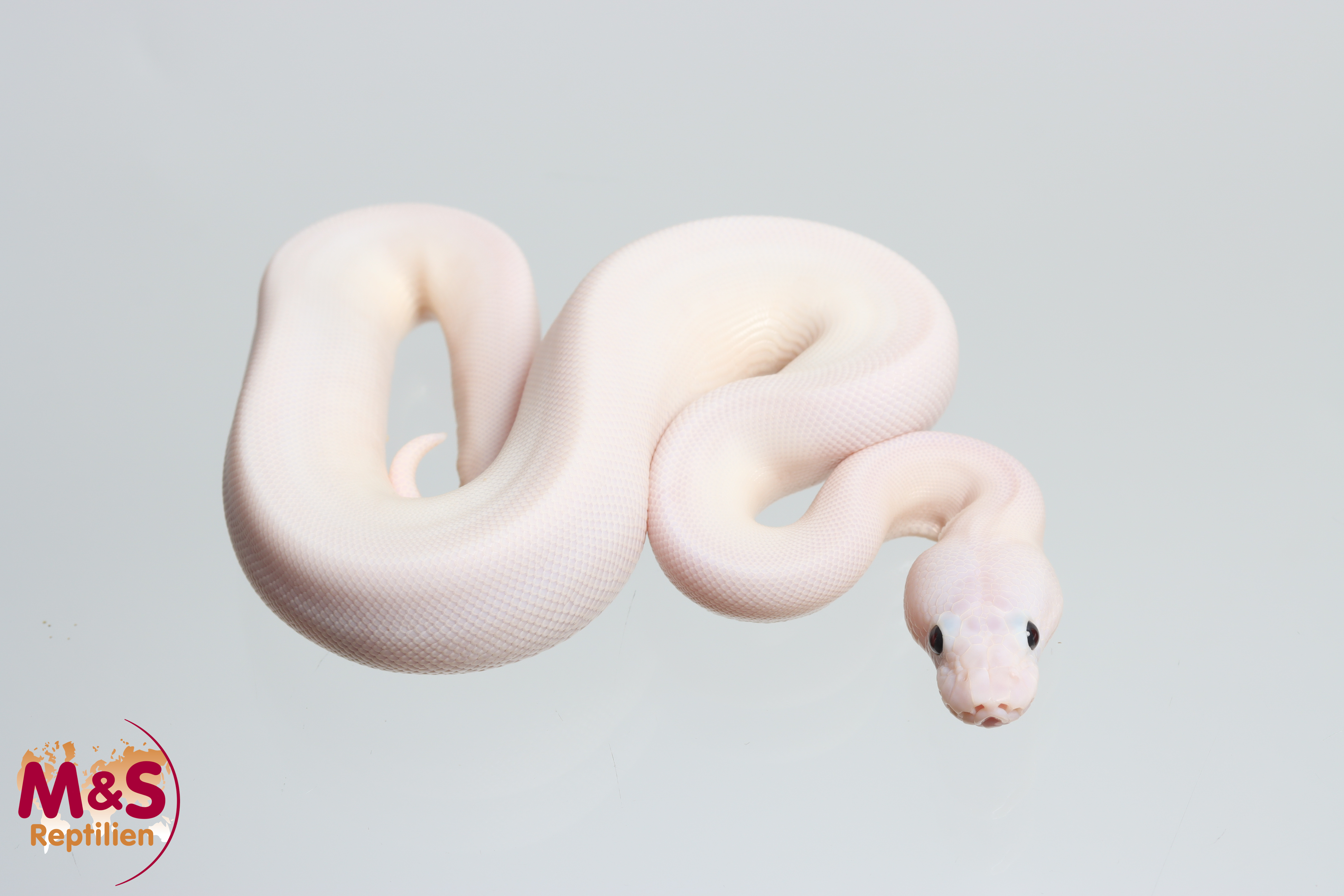 0.1 (Female) Super Fire 50 % poss. het Pied-Lavender Königspython NZ' M&S 26 Python regius
