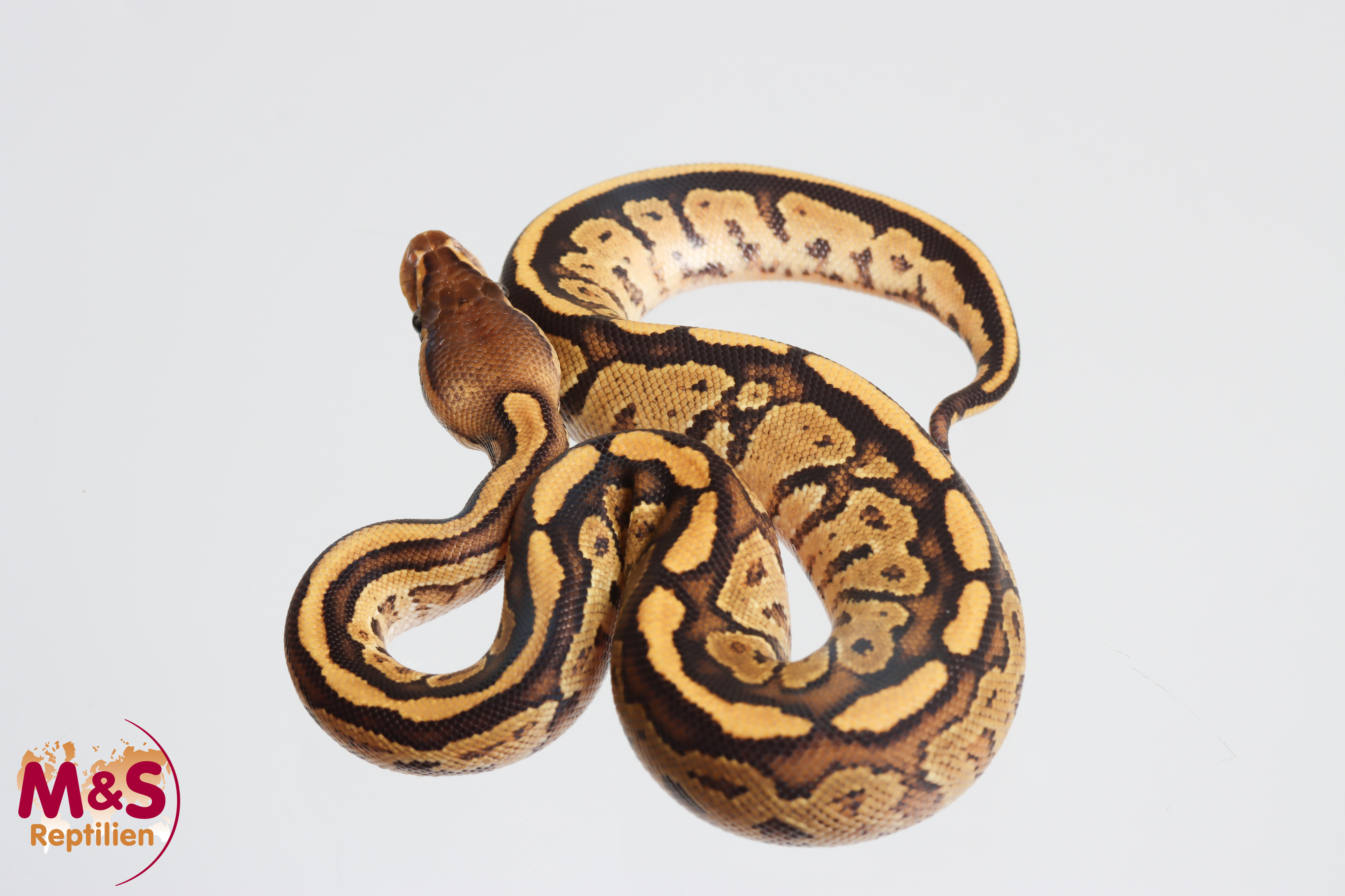 1.0 (Male) Bongo Fire Königspython NZ´M&S´26 Python regius