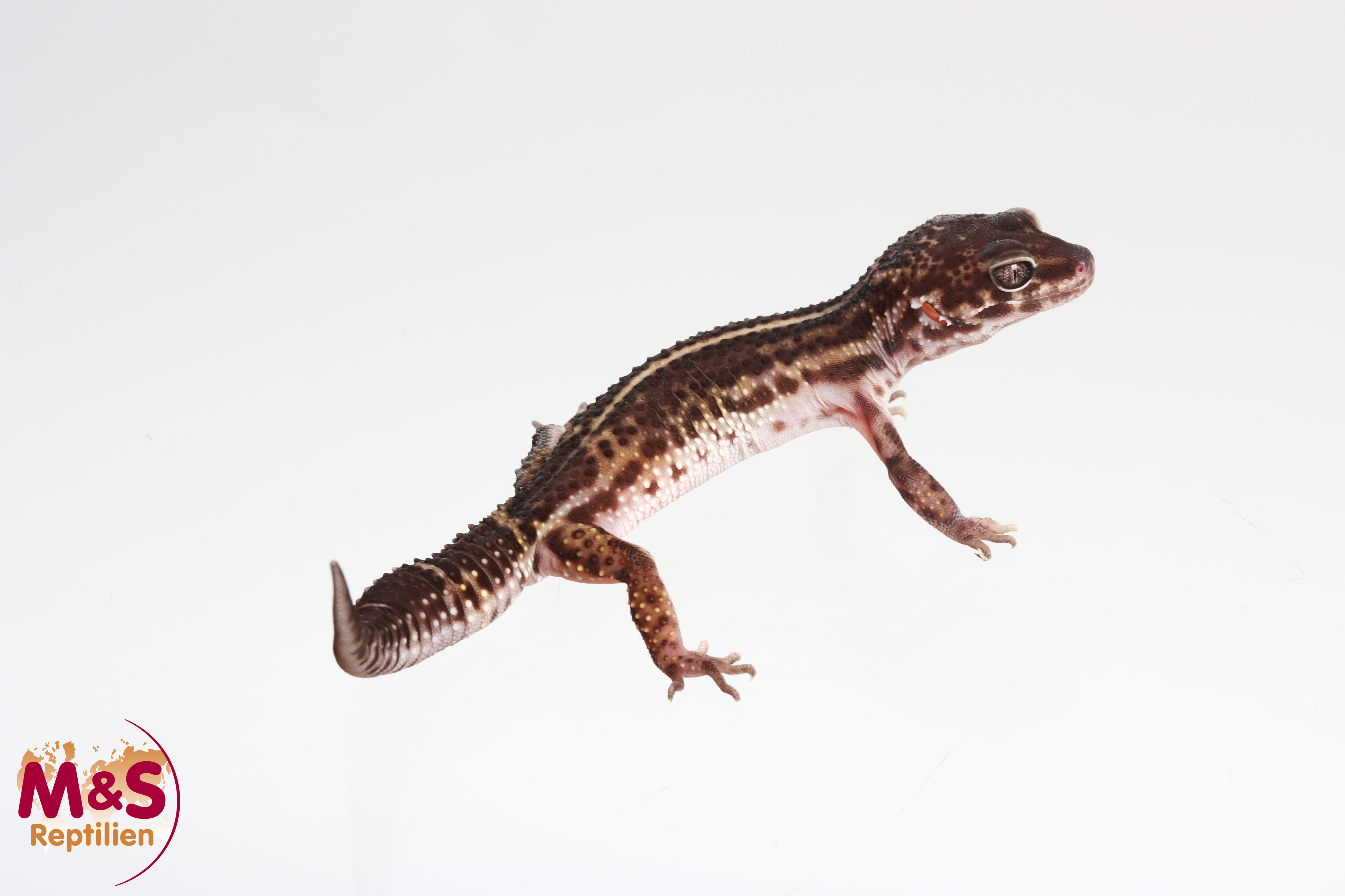 0.1 (Female) Black Night Ghost MS Leopardgecko NZ'24/25 (subadult) E. macularius (Originalbild)