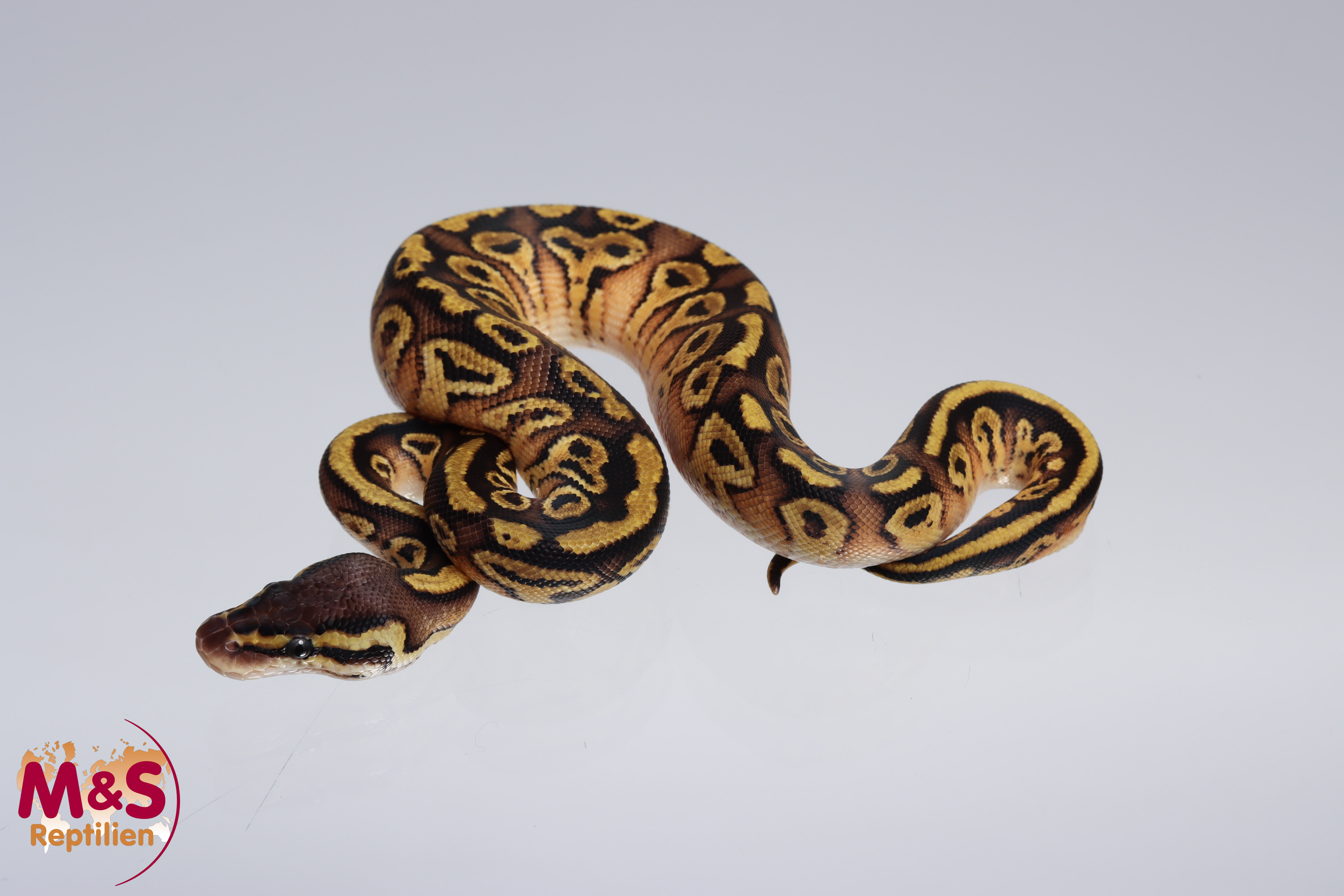 0.1 (Female) Bongo - Pastel Königspython NZ´M&S´22 Python regius