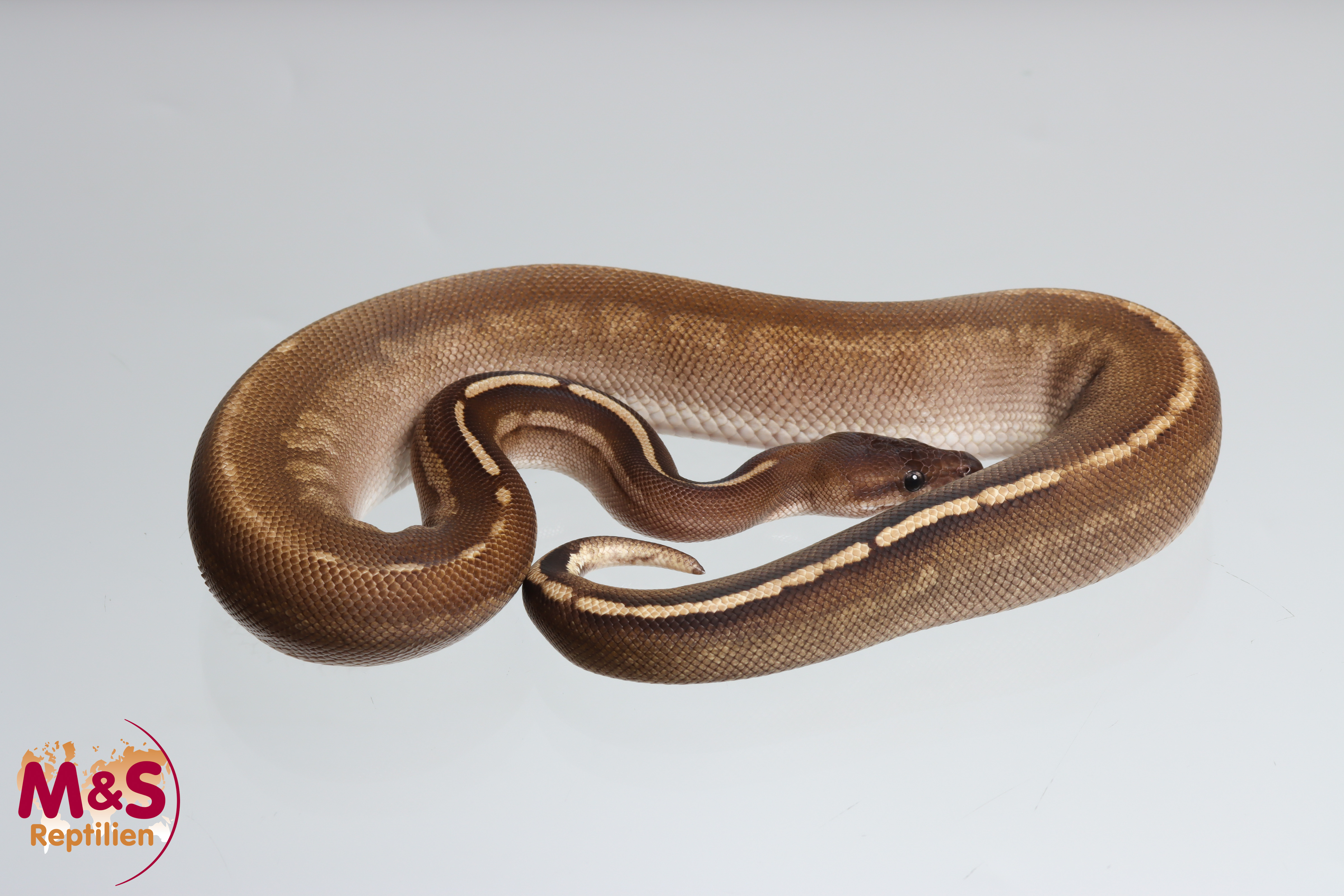 0.1 (Female) Stranger Mojave Black Pastel poss. Leopard Königspython NZ´M&S´23 Python regius