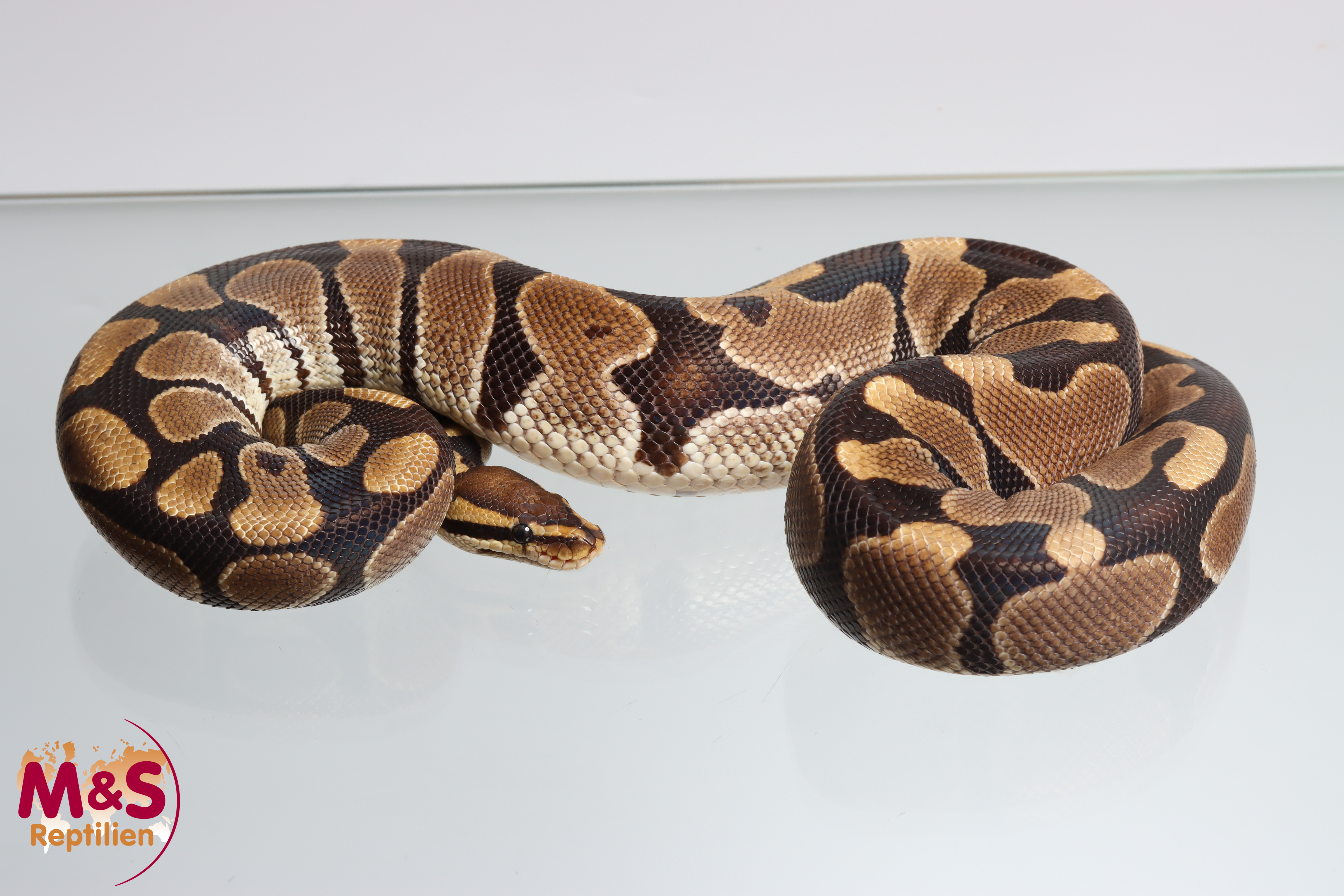 1.0 (Male)  "Classic" Königspython NZ'19 (adult) Python regius