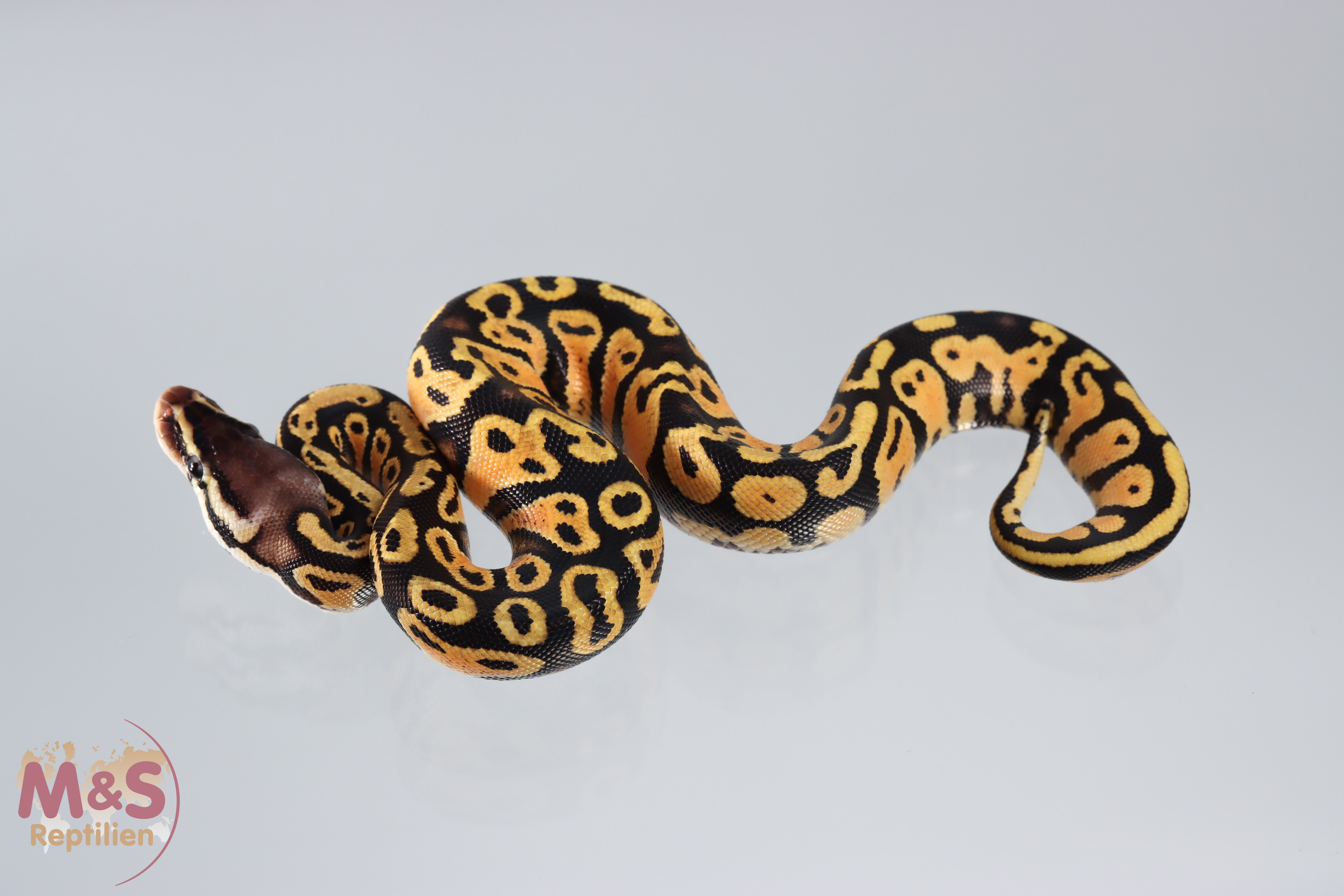 0.1 (Female) Gravel - Pastel Königspython NZ´M&S´21 Python regius