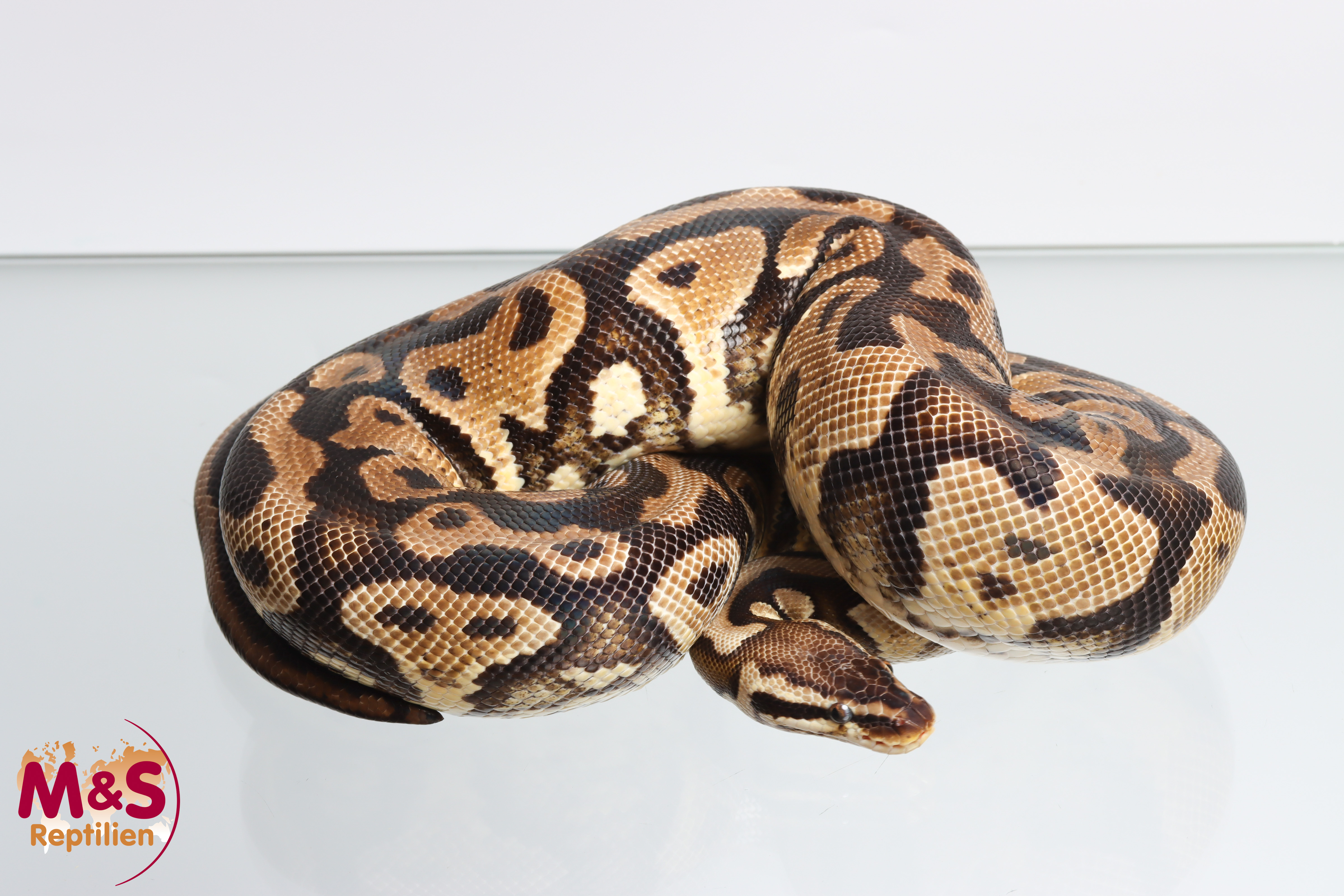 Female (0.1) Poss. Gravel (Poss. Highway-Maker) - Pastel NZ´M&S´12 Python regius