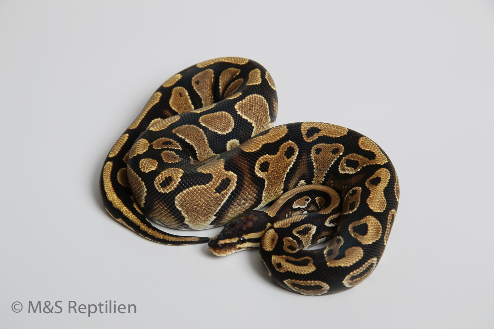 0.1 (Female)  Poss. Gravel (Poss. Highway-Maker) NZ´DSV´15 Python regius