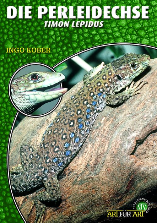 Die Perleidechse - Timon lepidus (Ingo Kober)