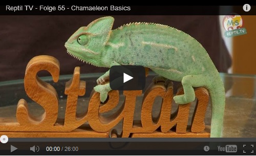 Folge 55 - Chamaeleon Basics