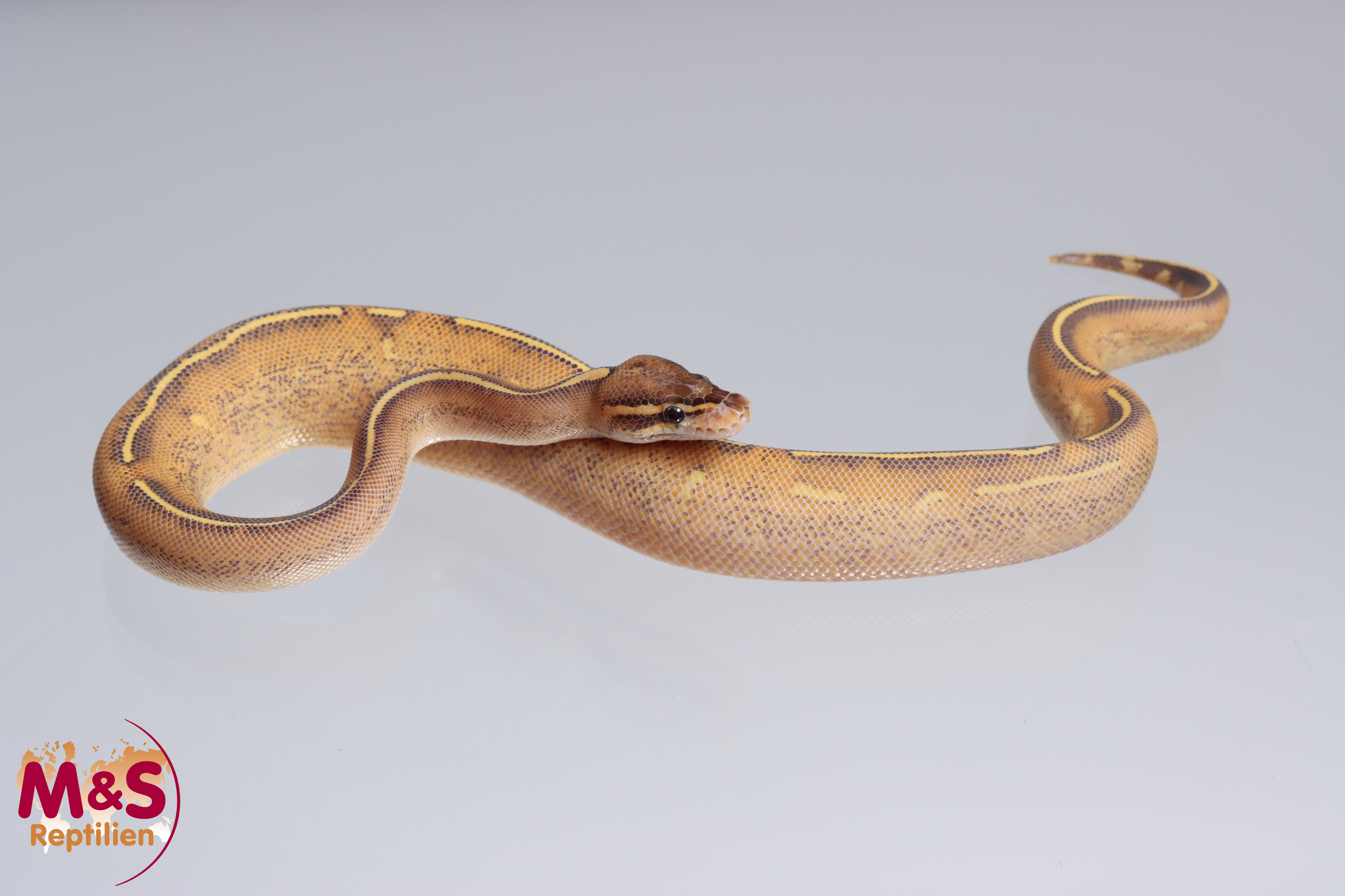 1.0 (Male) Highway (Gravel - Yellowbelly) Königspython DNZ´22 Python regius