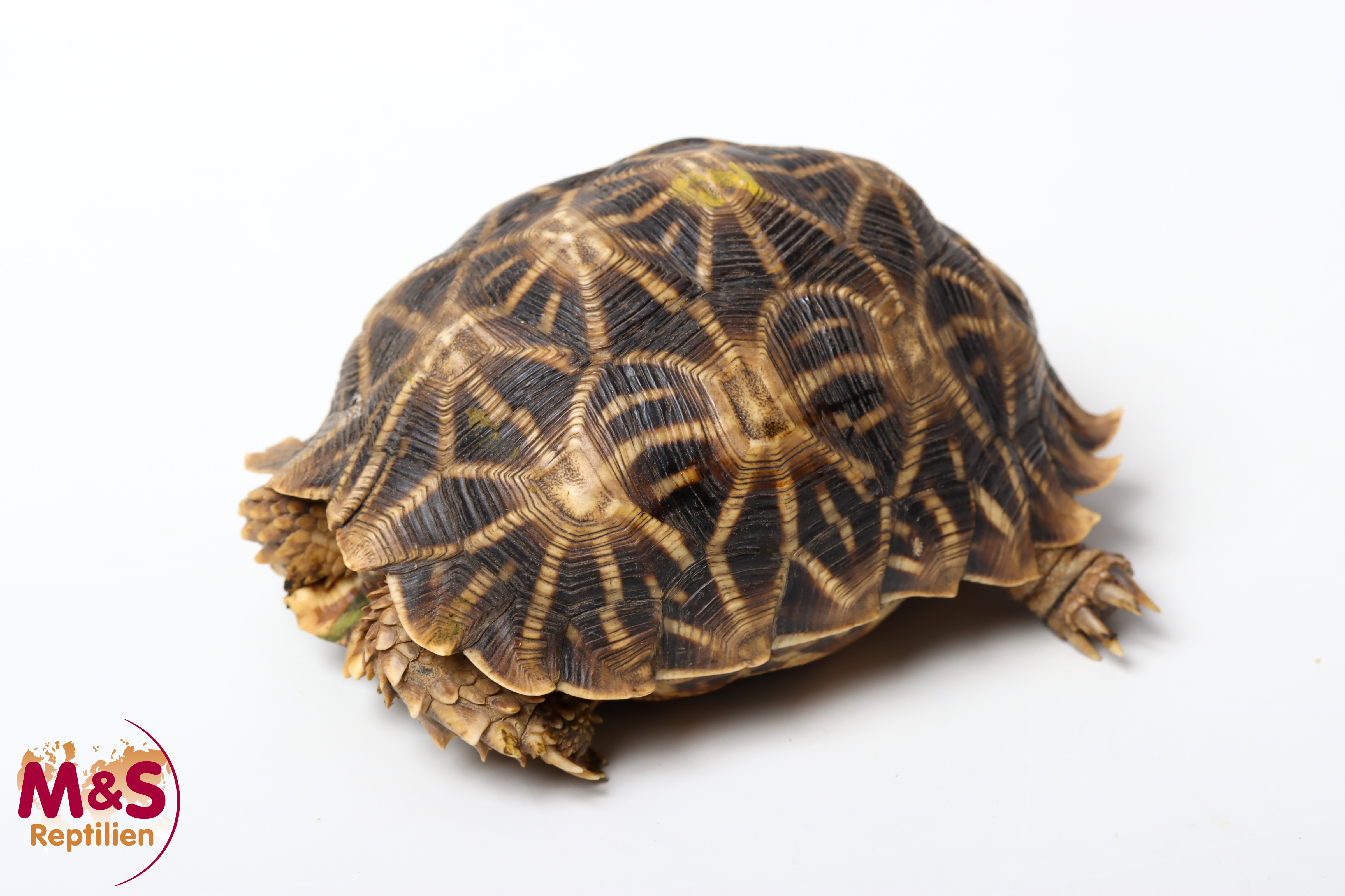 0.1 (Female) Kalahari Stachelrand-Landschildkröte (ca.11cm) NZ´2005 Psammobates oculiferus (Originalbild)