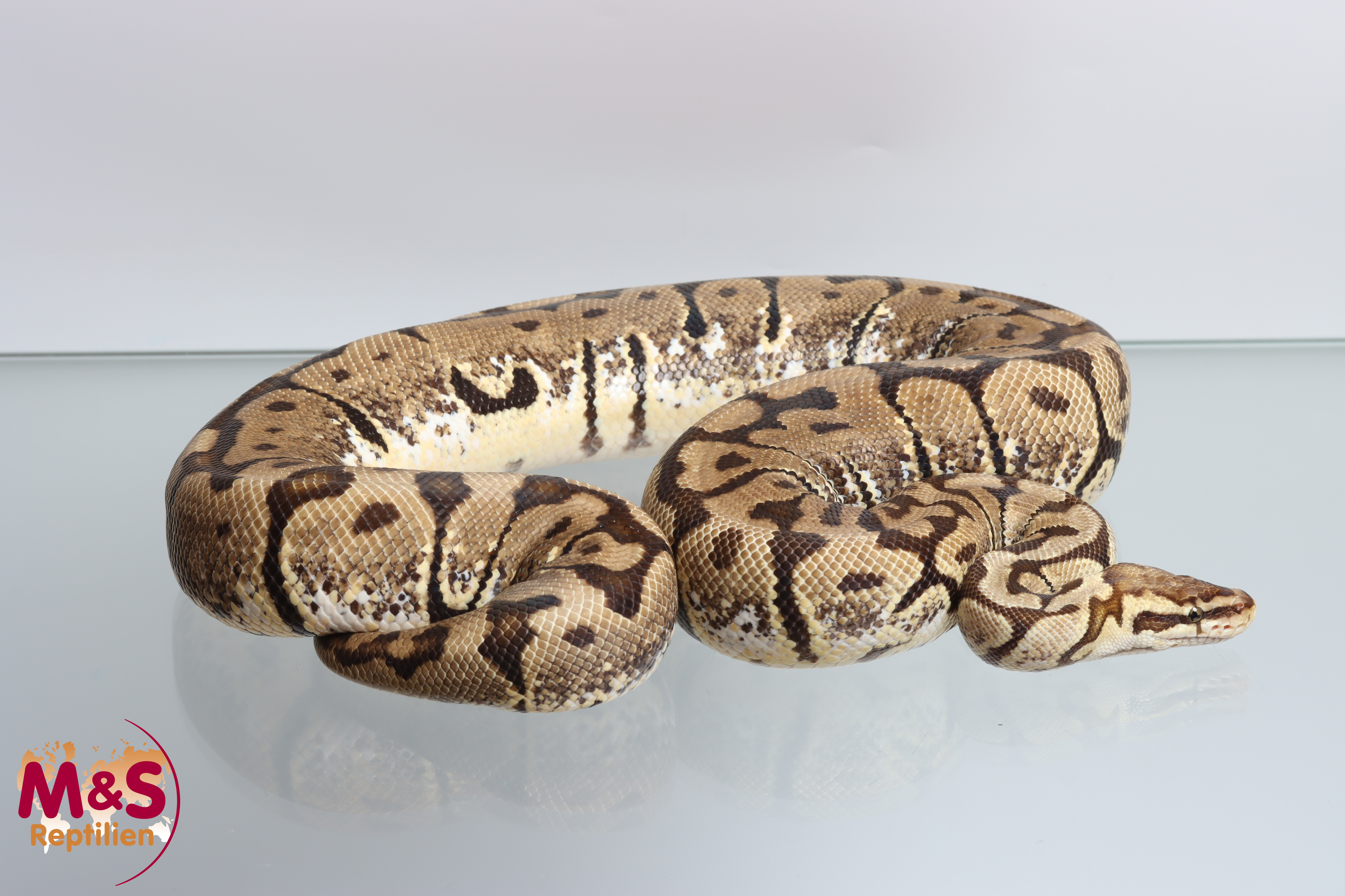 0.1 (Female)  Spider Super Tiger-Pastel  Königspython NZ´M&S´16 Python regius