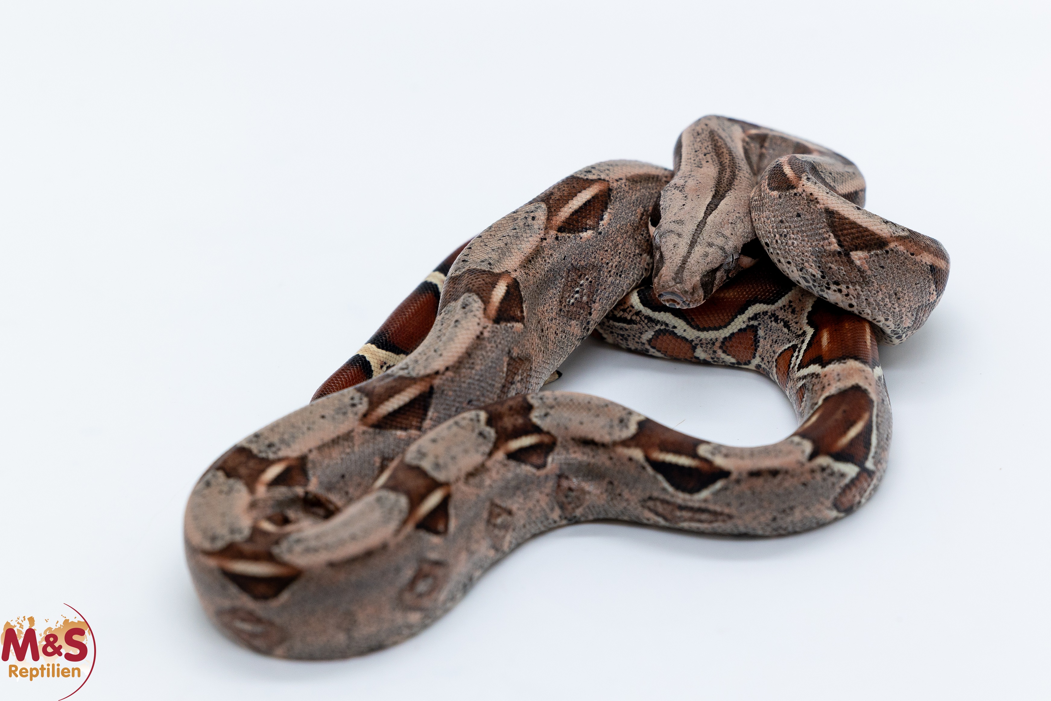 Guyana Rotschwanzboa (ca.40 cm) NZ´26 Boa constrictor constrictor (Symbolbild)