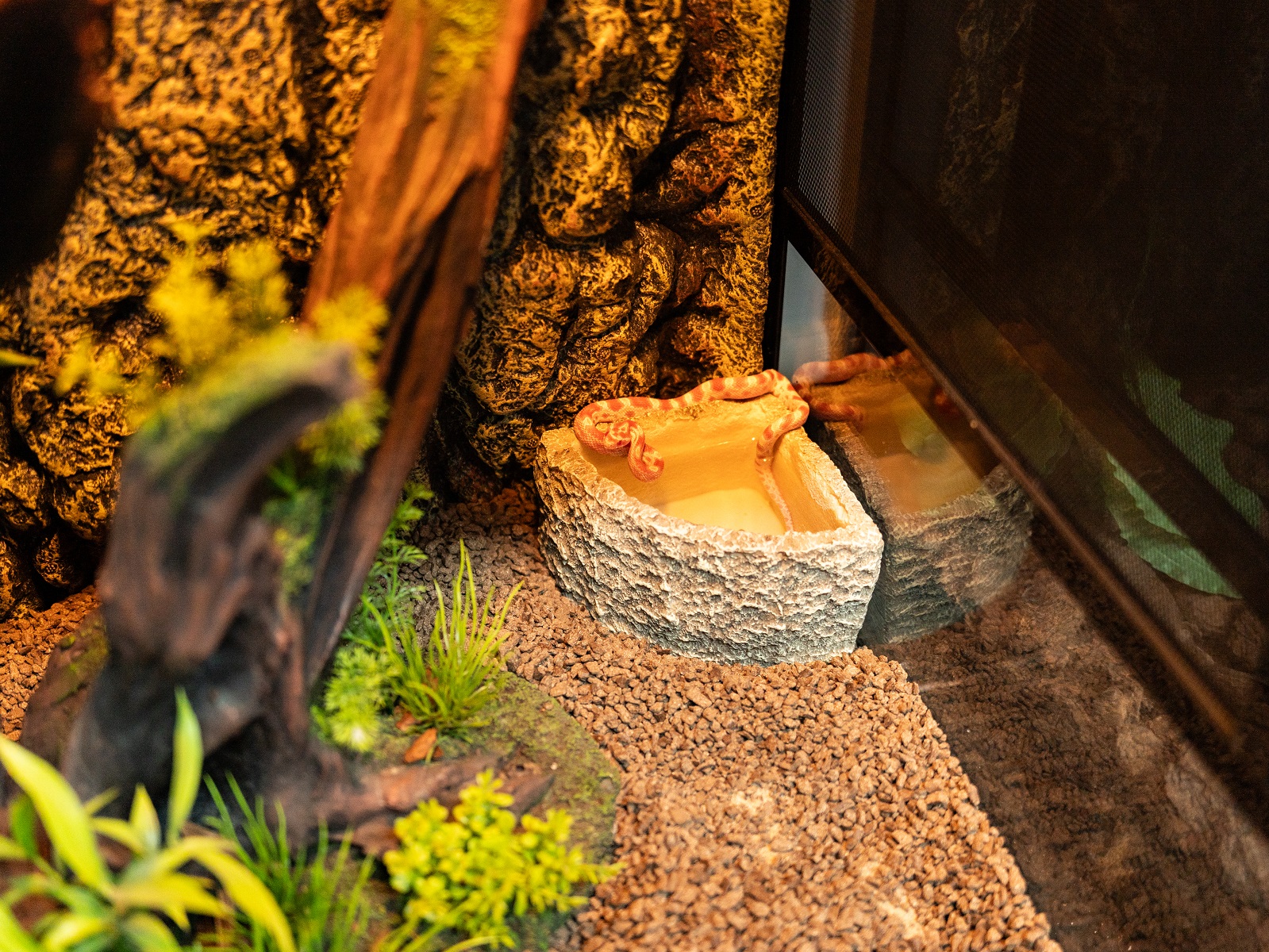 ReptiZoo Eck-Wasserschale, Größe M (ERB47M)