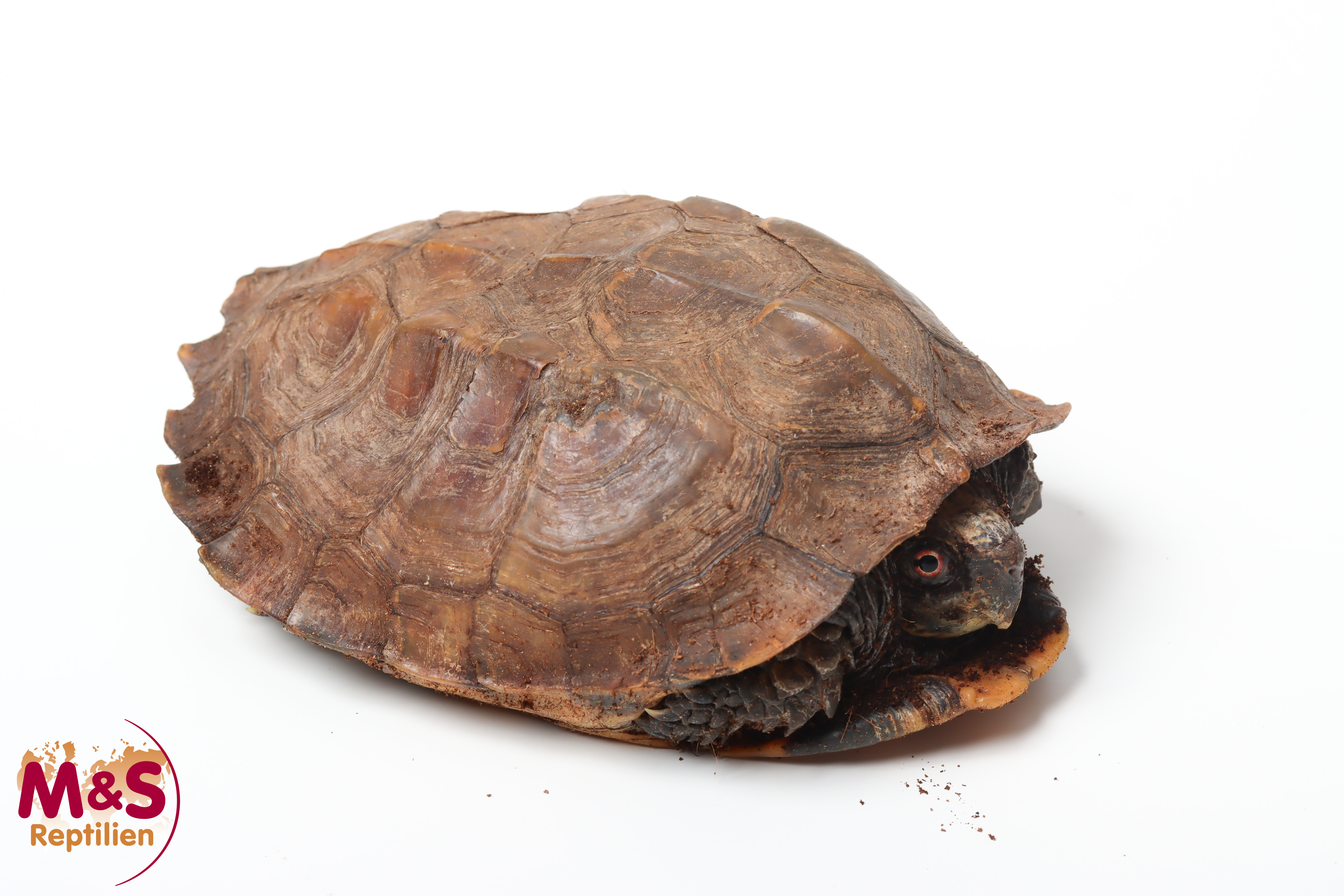 Indische Dornschildkröte NZ'09 (ca. 15-20cm) Cuora mouhotii (Originalbild)
