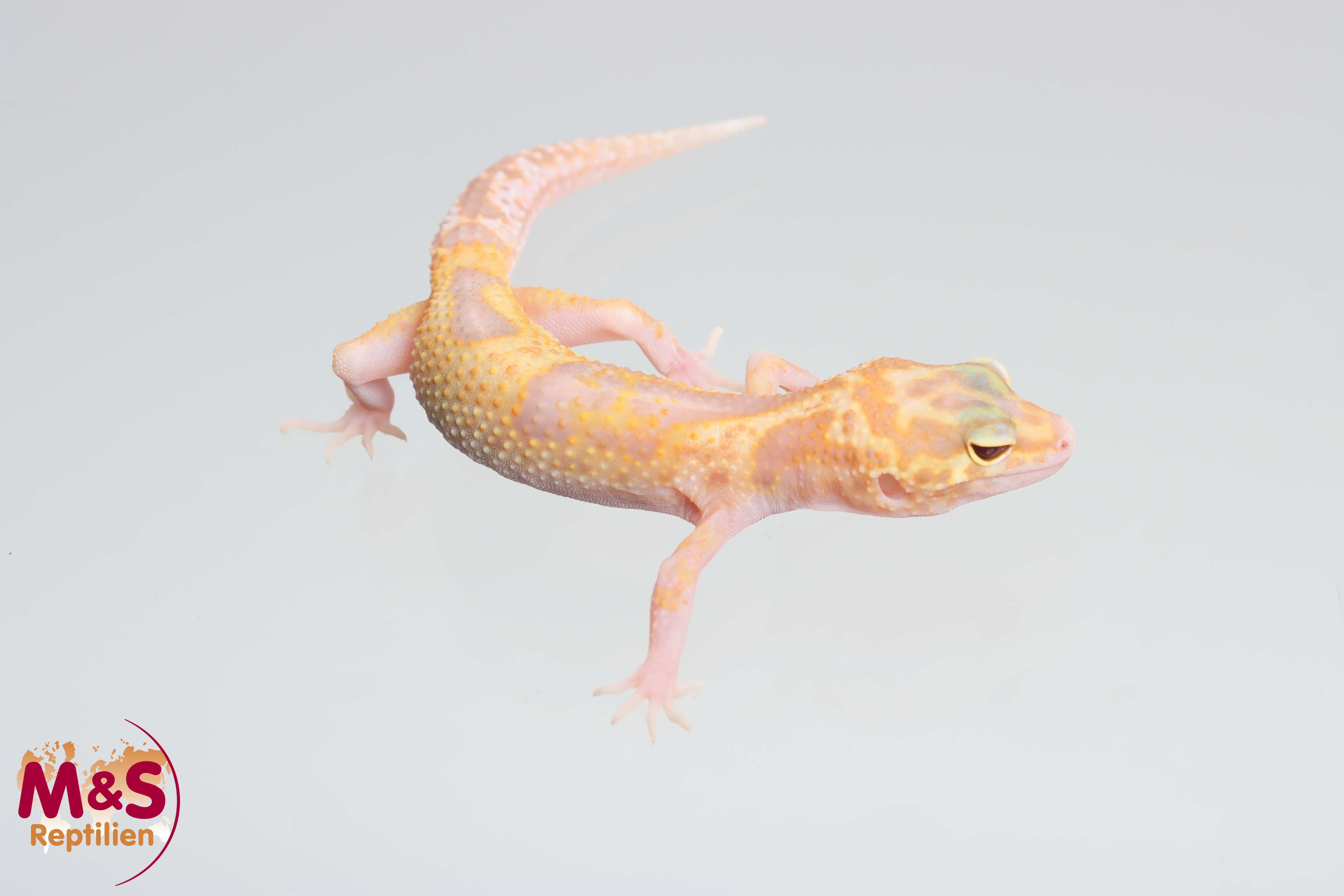 1.0 (Male) Giant W+Y MS Raptor Leopardgecko NZ'25 (medium) E. macularius (Originalbild)