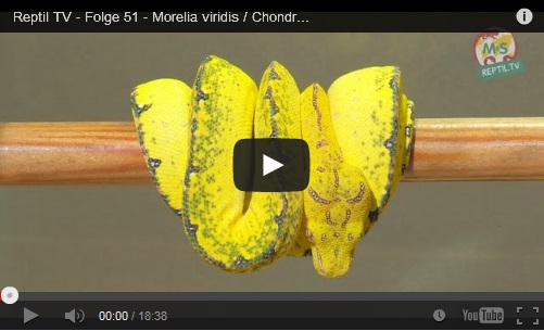 Folge 51 - Morelia viridis / Chondro / Grüner Baumpython - Teil 2