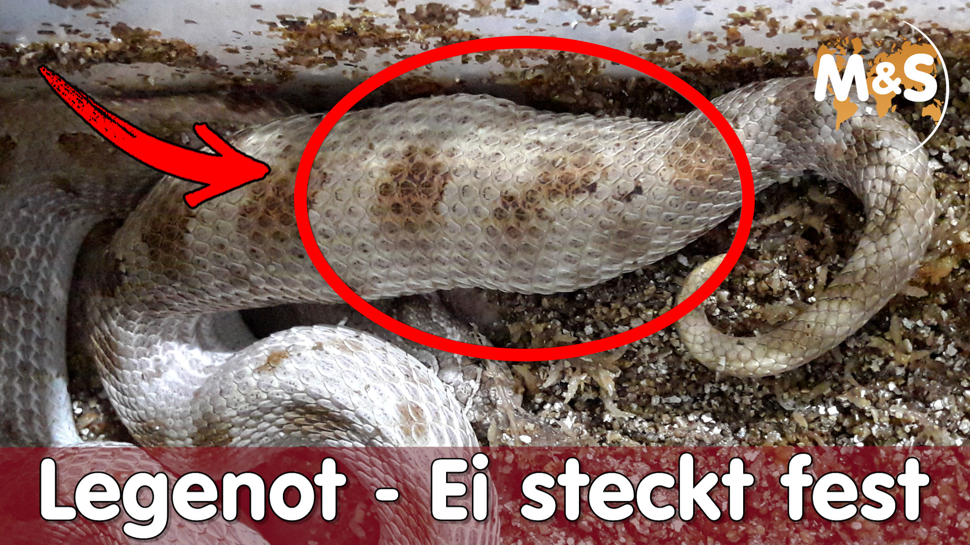 LEGENOT | Das Ei steckt fest, was jetzt? | Reptilien ABC – L | Reptil TV