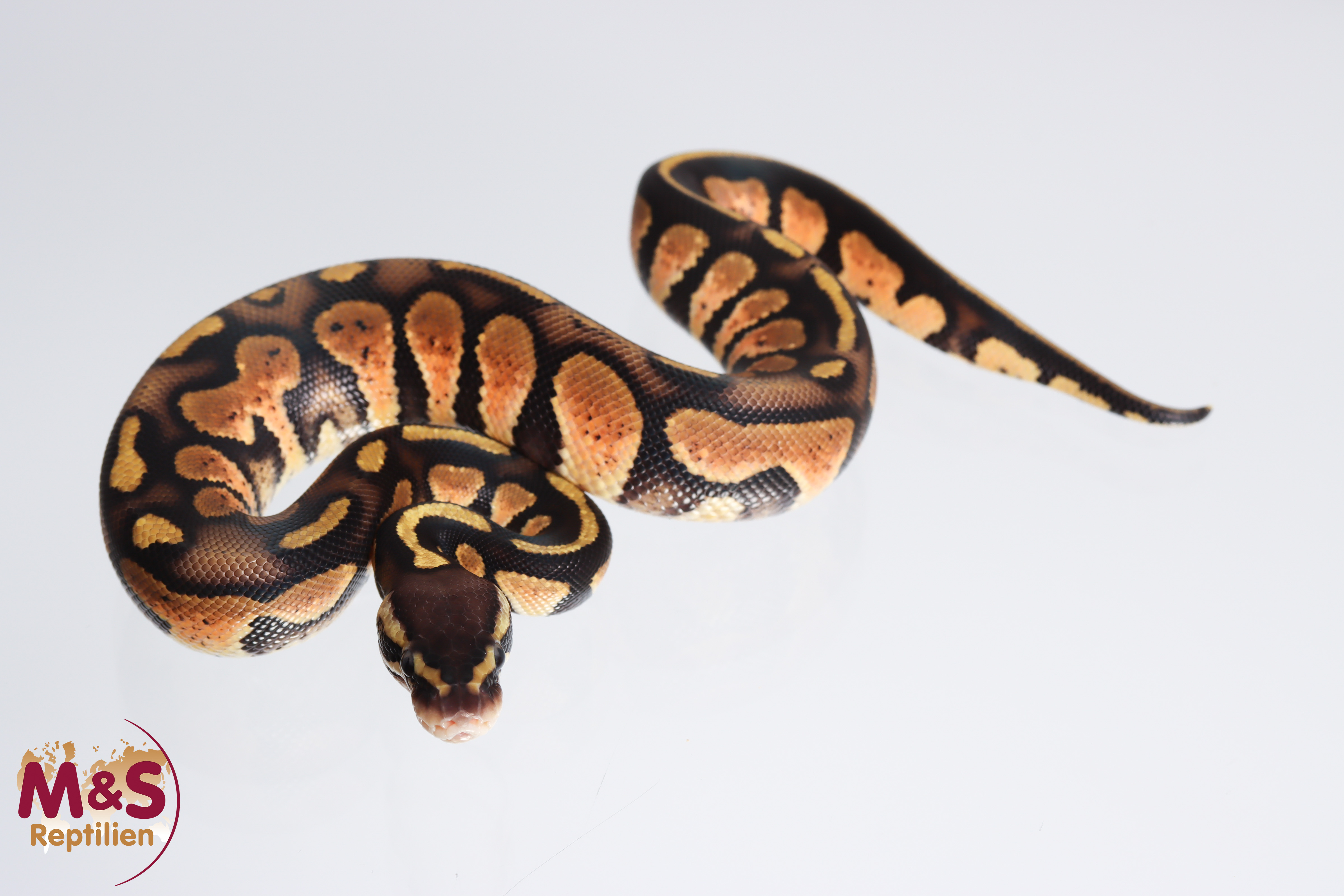 1.0 (Male) Stranger Pastel 100 % hetero Piebald Königspython NZ´M&S´22 Python regius