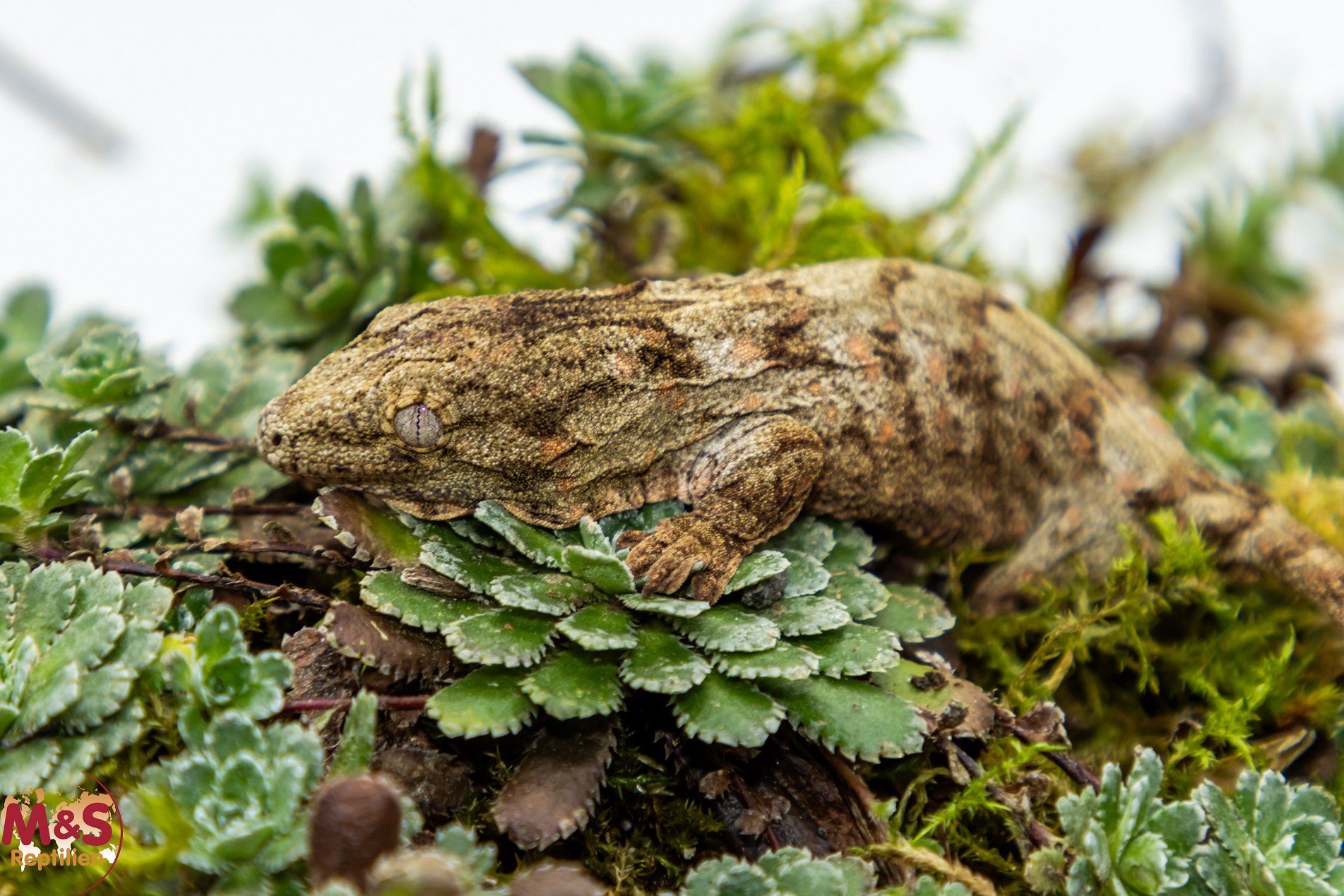 1.0 (Male) Riesengecko -Nuu Ami- (small-medium) NZ´ 24 Rhaco. leachianus (Originalbild)