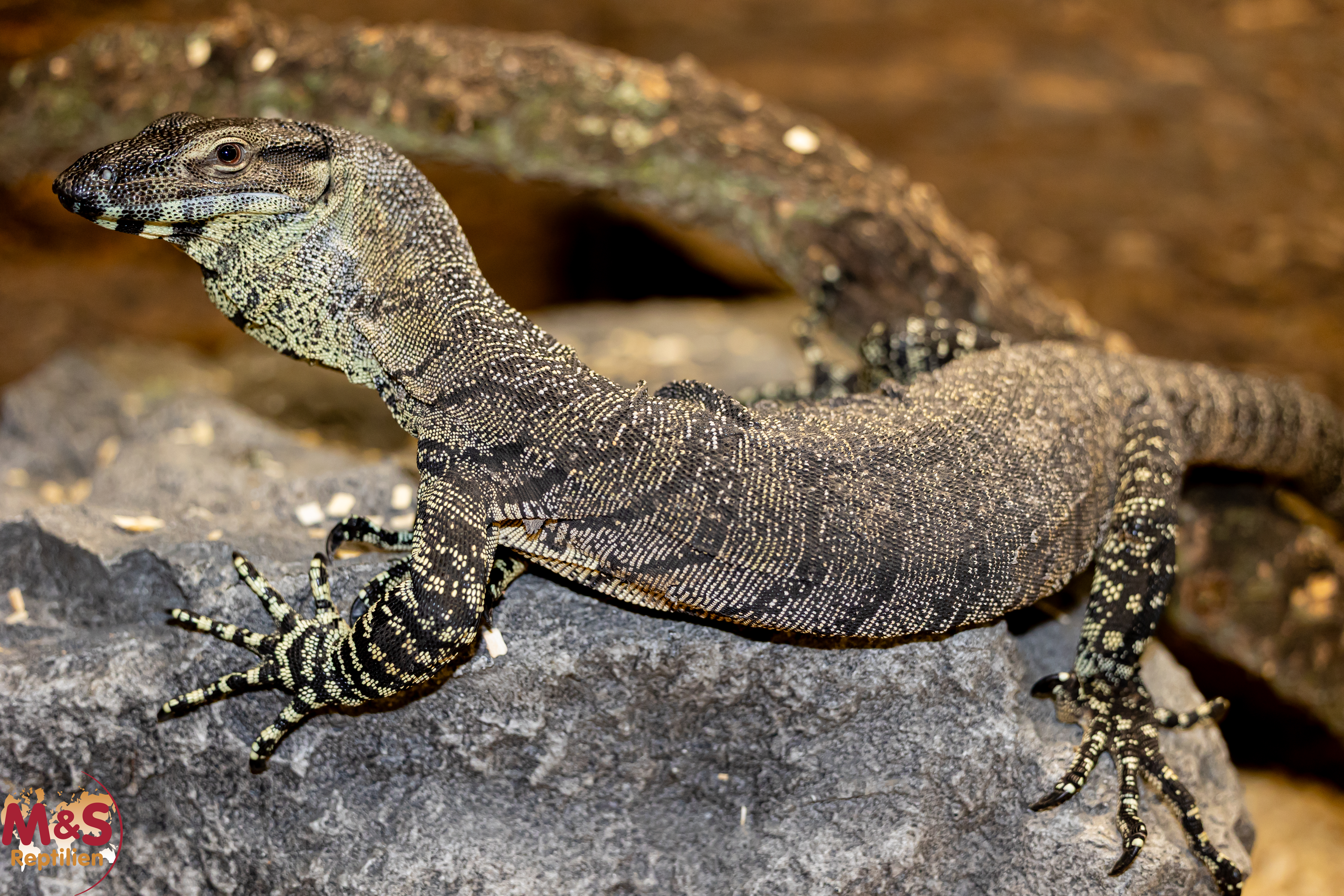 0.1 (Female) Buntwaran (ca. 120cm) Varanus varius NZ´22