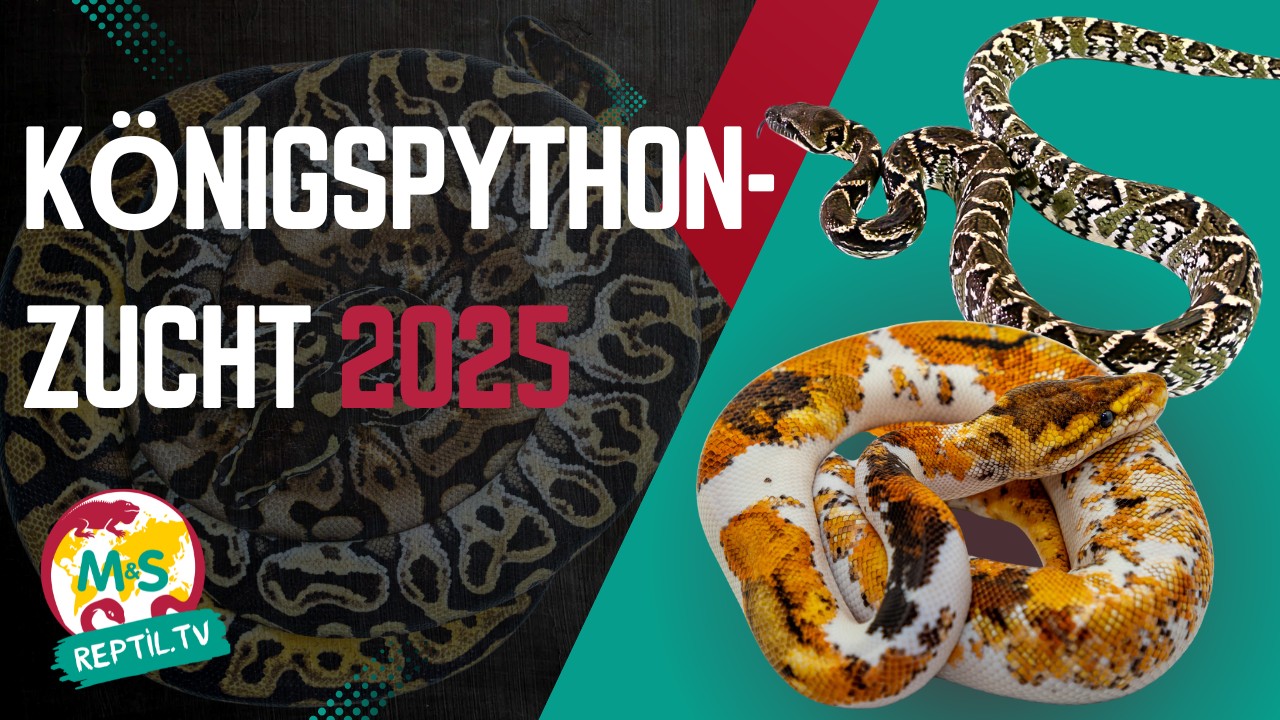 Königspython-Zucht 2025: Unsere spannendsten Projekte!