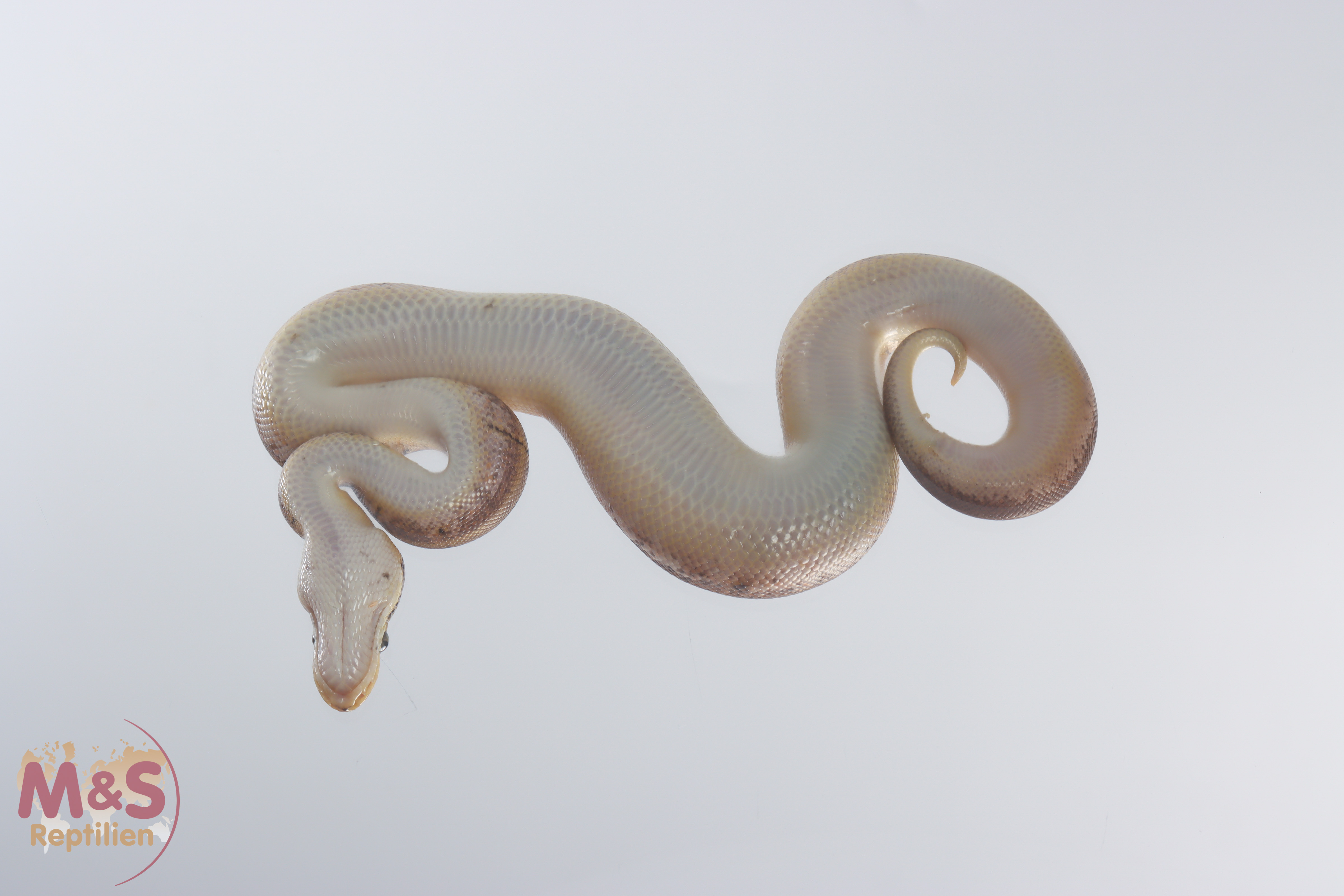 0.1 (Female) Pinstripe - Spider 100% doppel hetero Albino - Piebald Königspython NZ´M&S´21 Python re