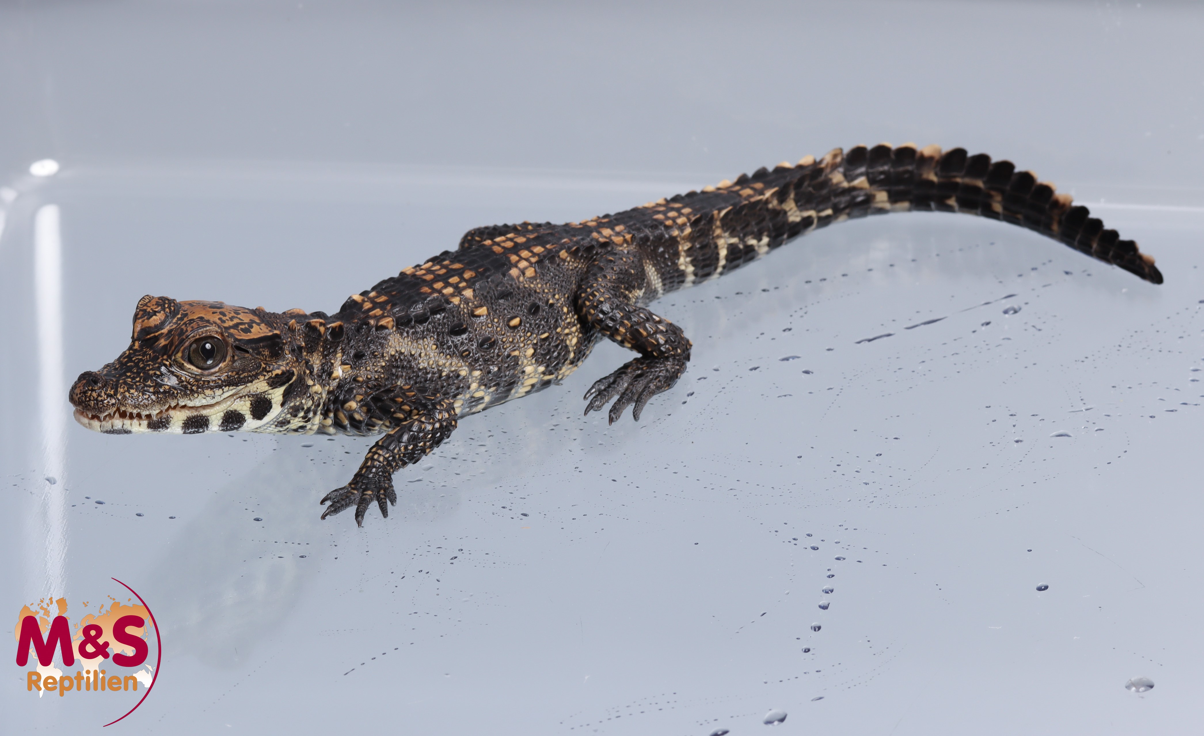 Stumpfkrokodil (ca. 40cm) NZ'25 Osteolaemus tetraspis (Symbolbild)