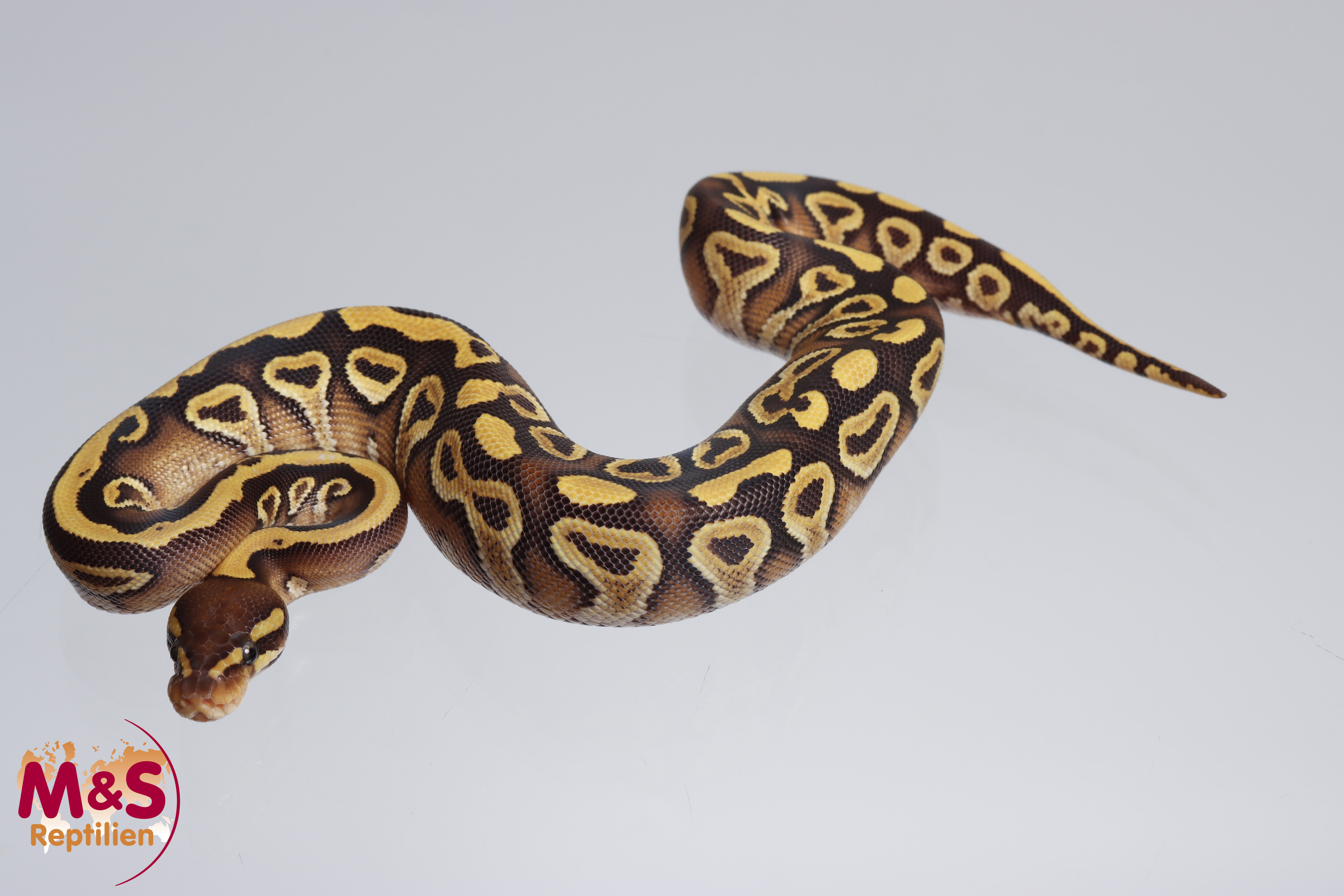 0.1 (Female) Mojave - poss. Gravel Königspython NZ´M&S´23 Python regius