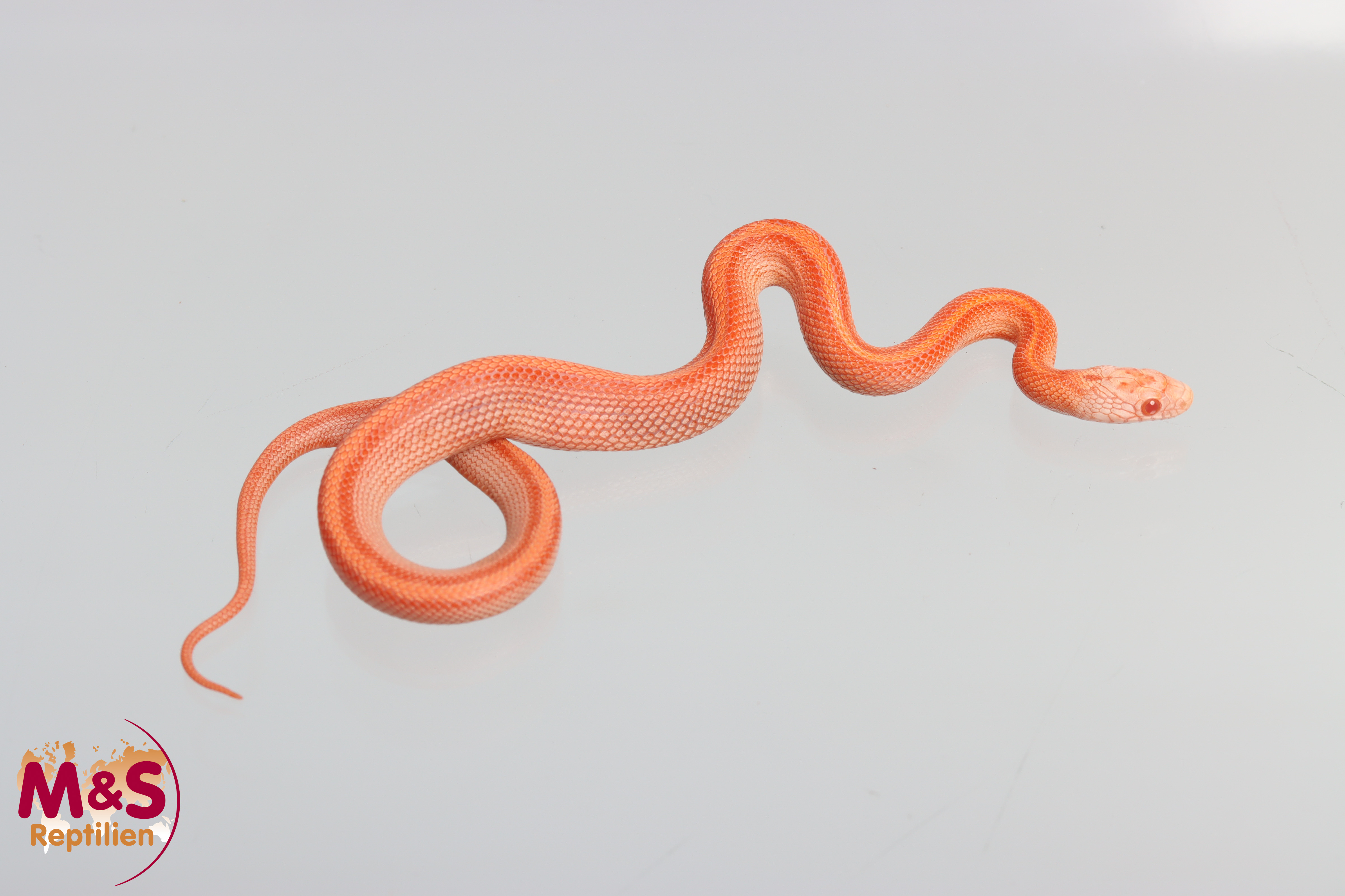Hypo Inferno Tessera Motley Kornnatter (ca. 30cm) NZ´25 Pantherophis guttatus