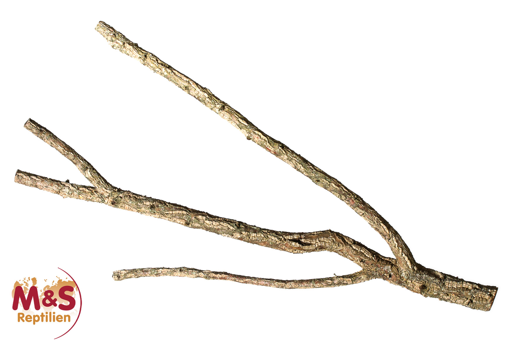 Zierkork Tronchos verzweigt - large - schwer - ca.80-100 cm ( ca. 2 kg )